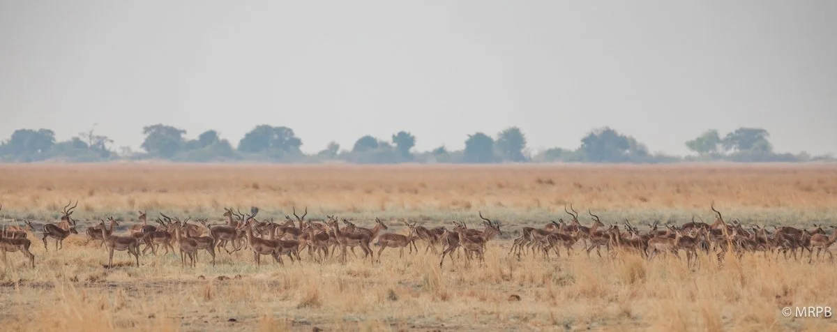 Botswana_I8A0113