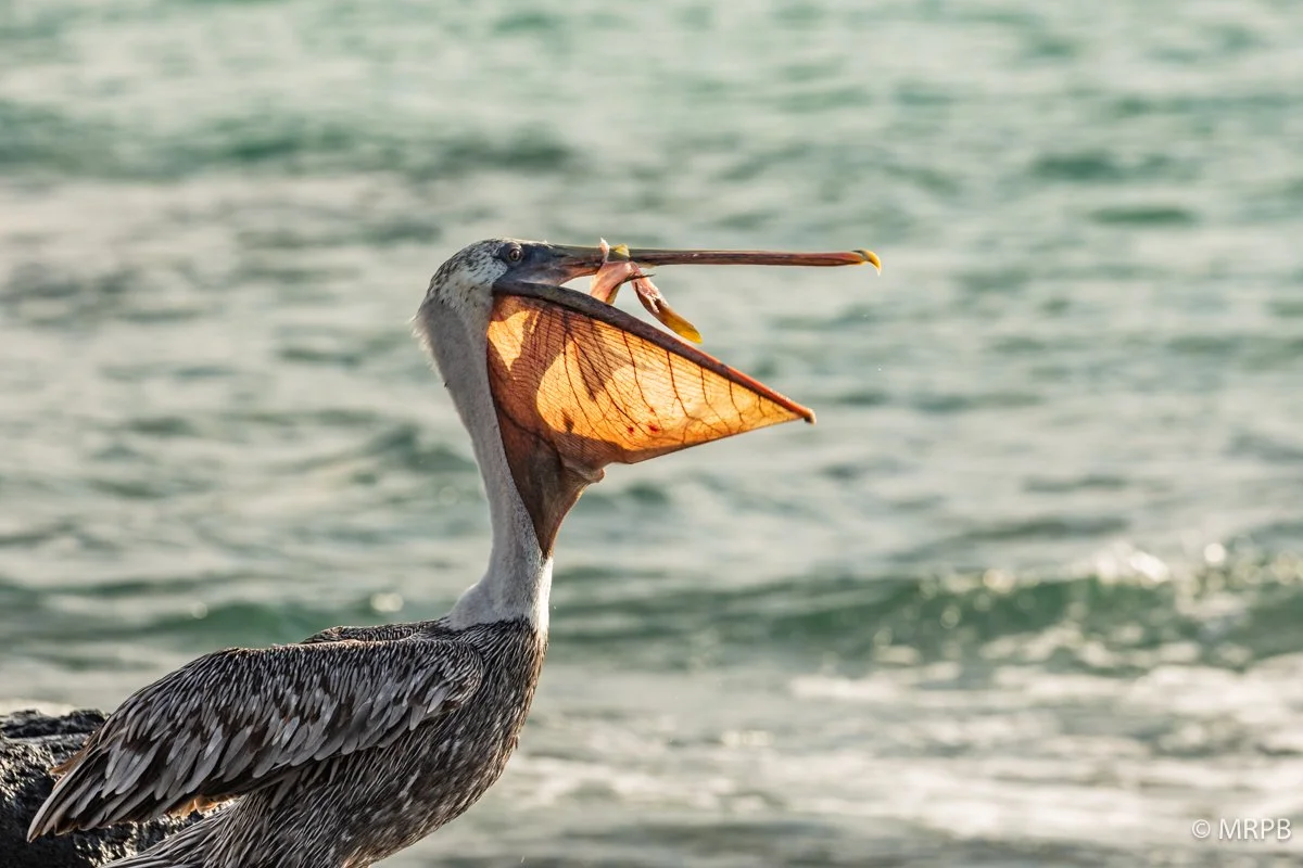 Galapagos_Equador_I8A9808