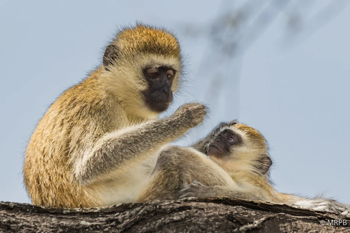 Seringeti_Tanzania_O0A2111