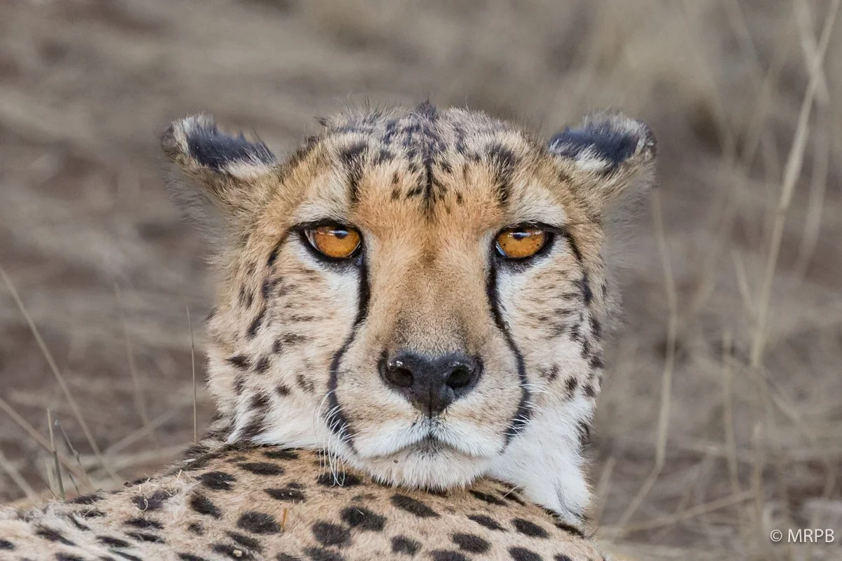  Etosha_Namibia_O0A8823