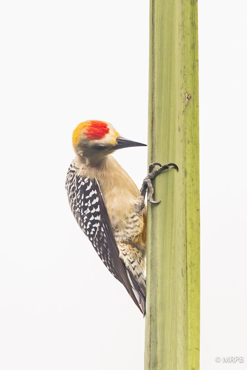 Costa Rica_224A6034