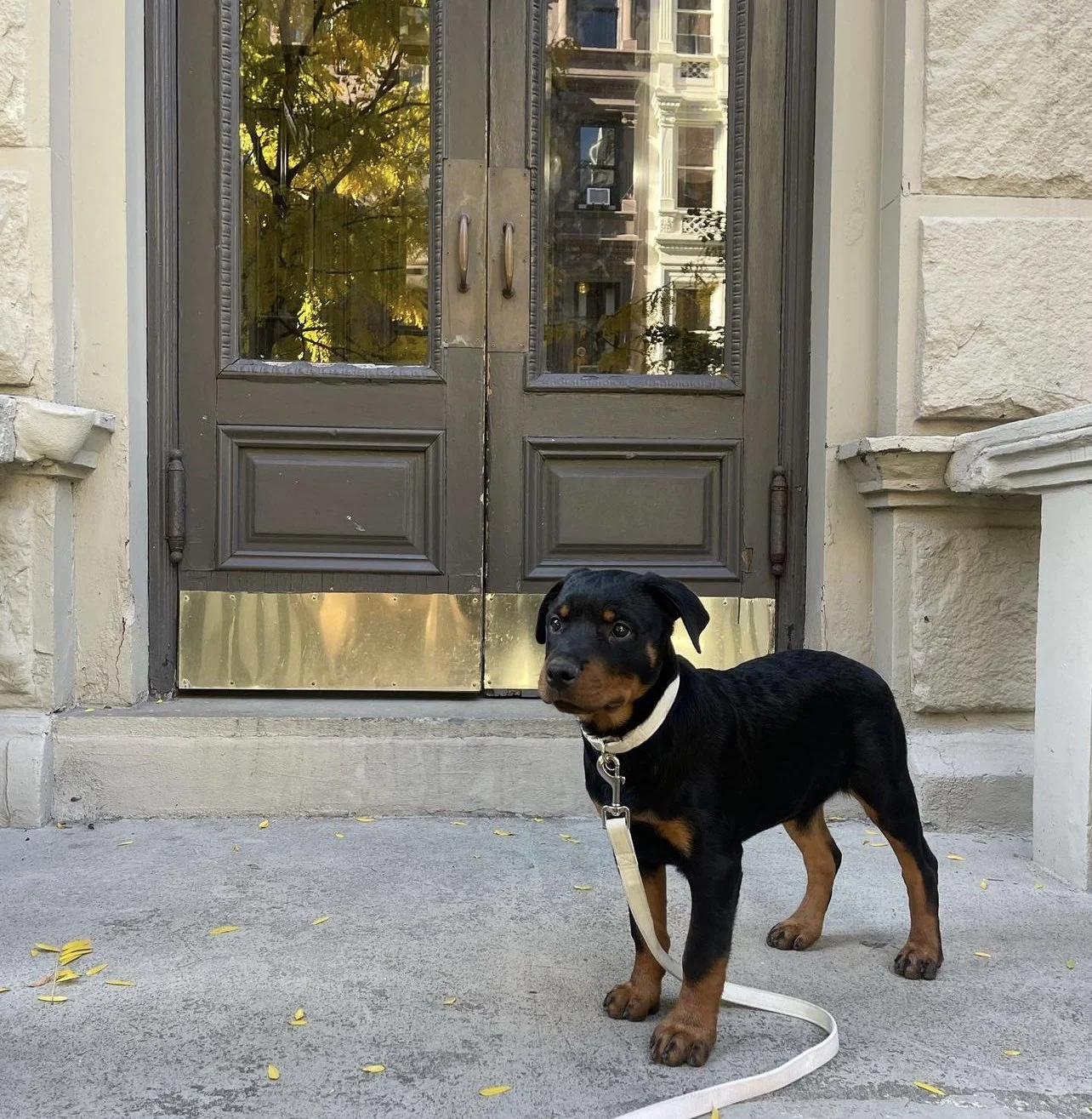 One year later, they welcomed their first child, a Rottweiler puppy named.. Kona!  