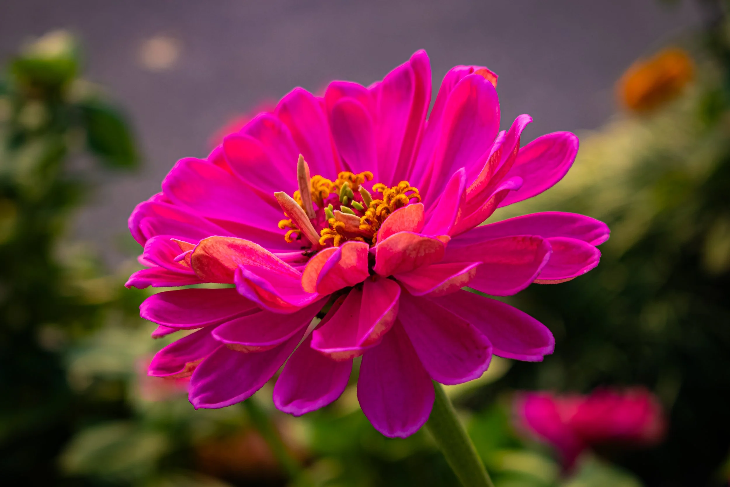 DSC_0017-3.jpg