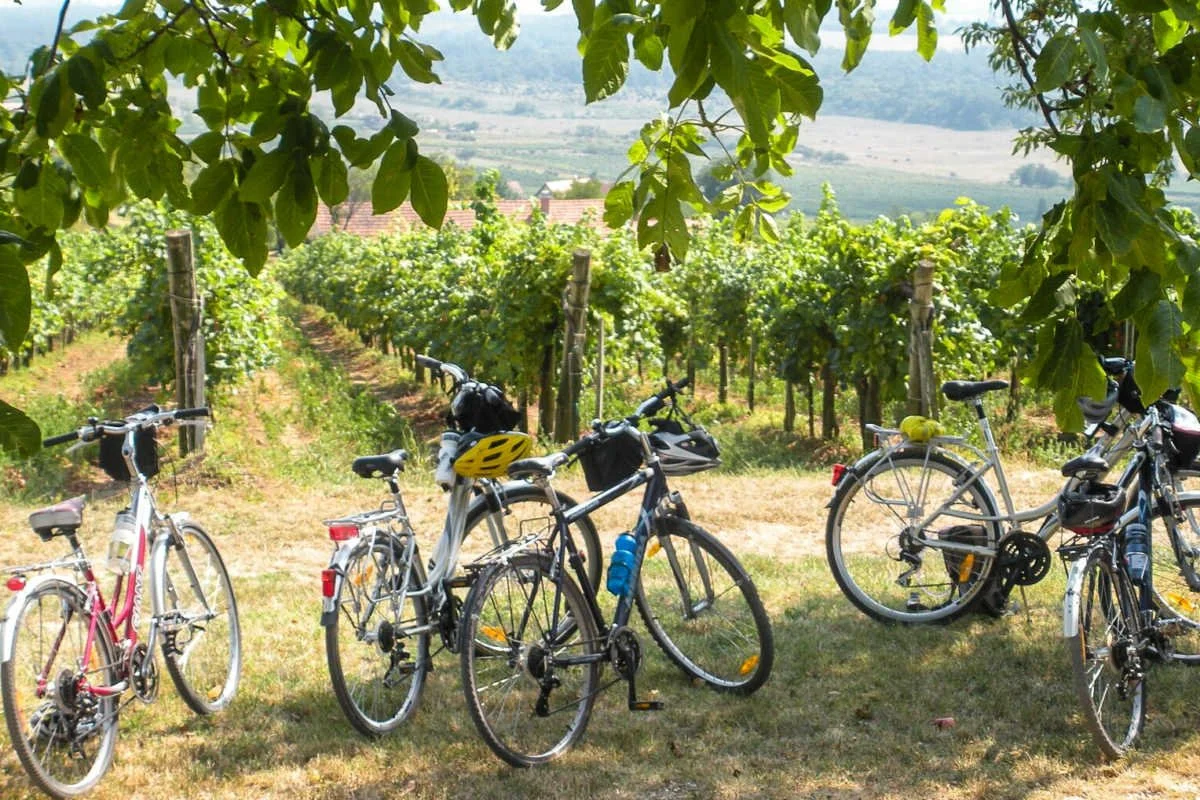 My Wine Venture: Where Wine Meets Adventure