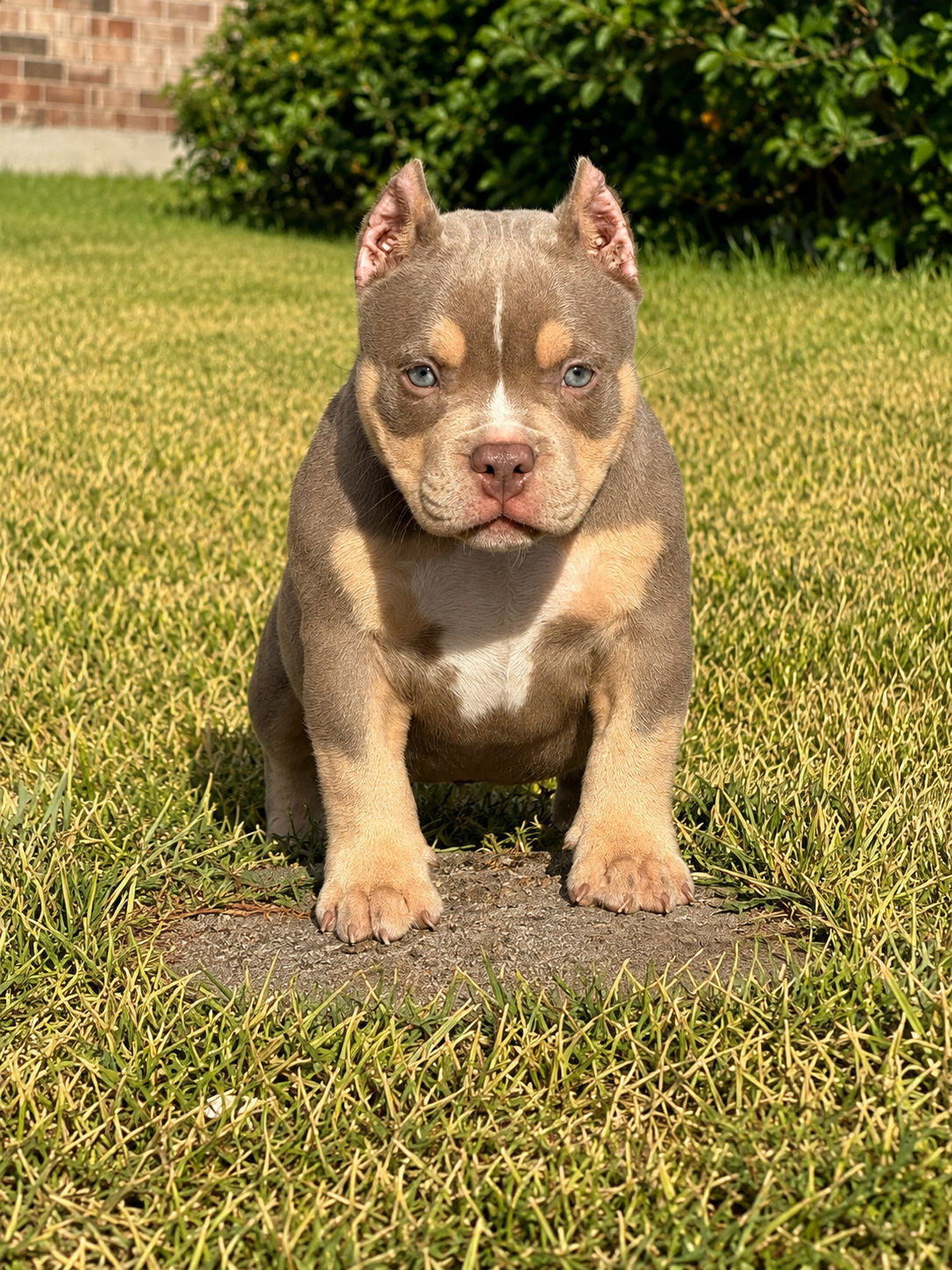 Lilac Tri Male