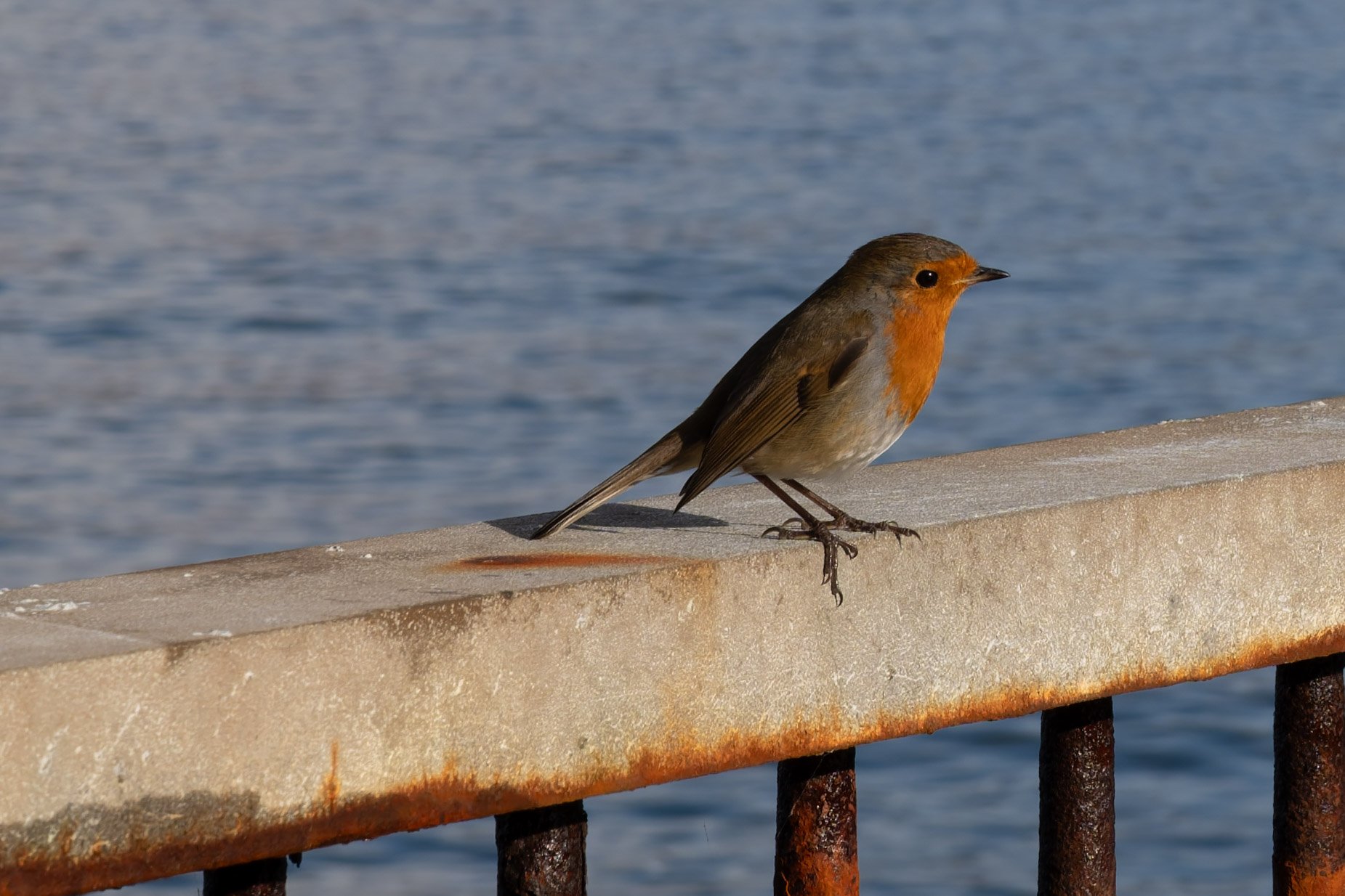 Iona and Mull-22.jpg