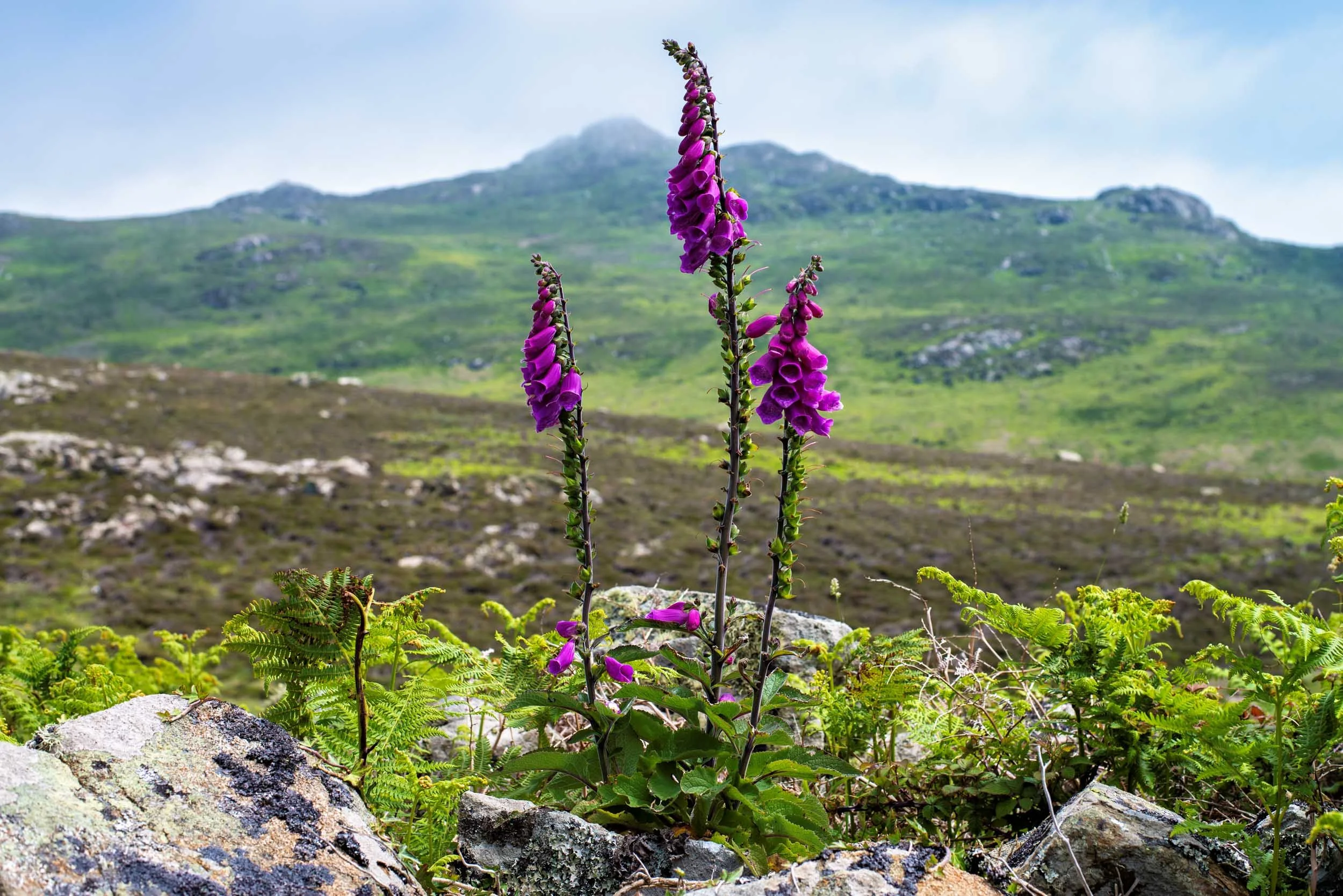 Foxgloves