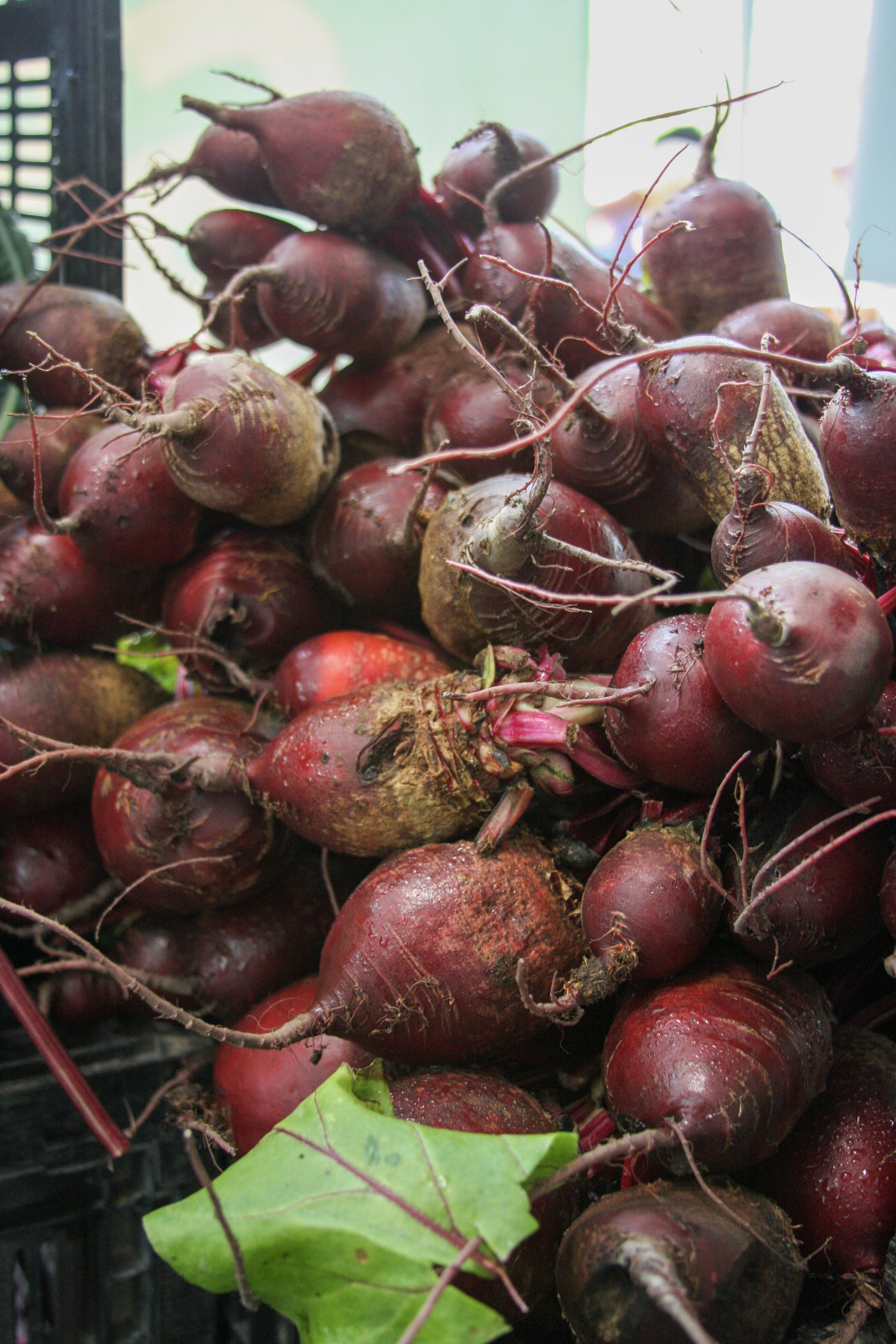 TFM_april-emadiacres_beets4685.jpeg