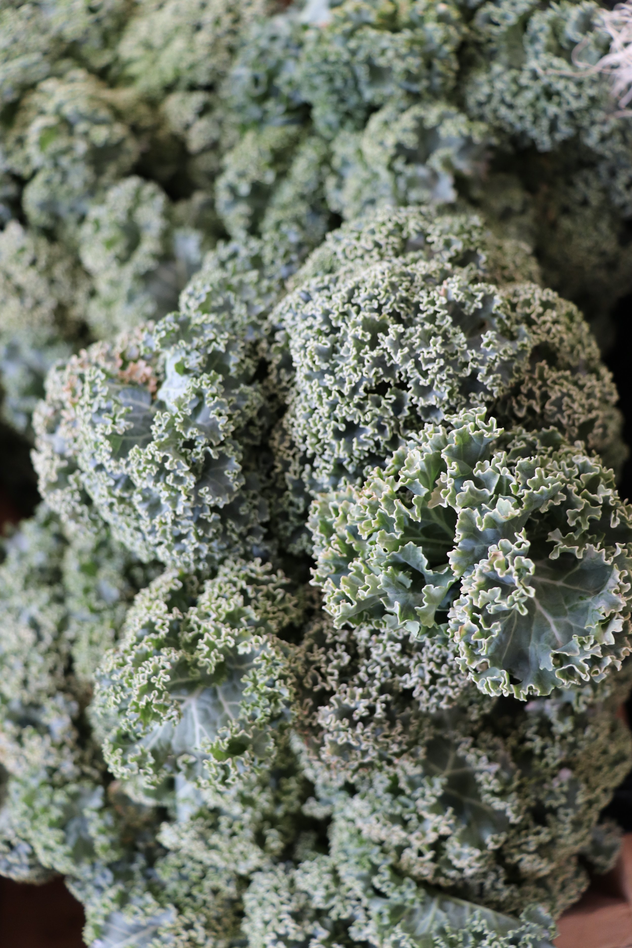 Mar2_bouldinfoodforest_kale.jpeg