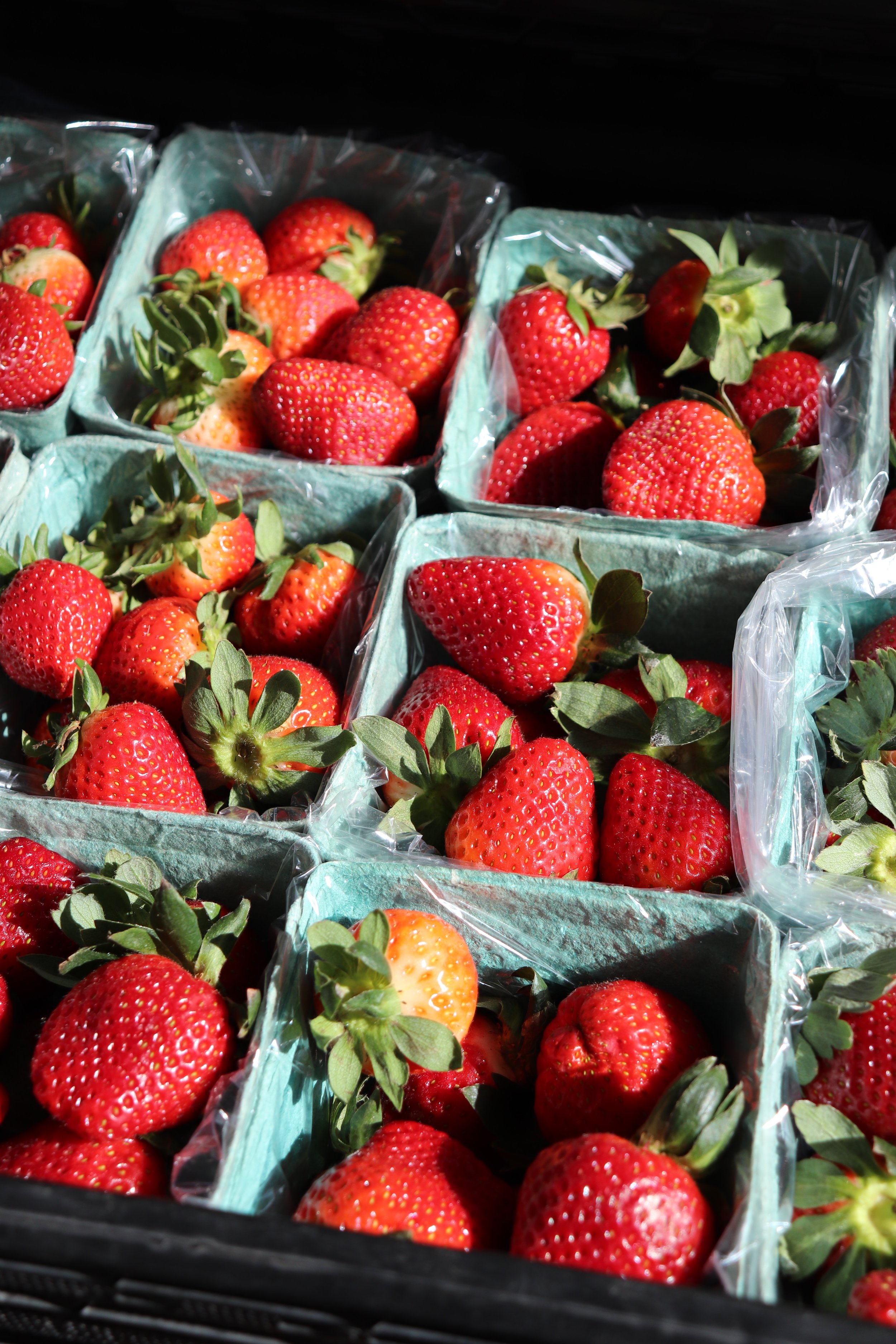 Mar2_bernhardtfarm_starwberries.jpeg