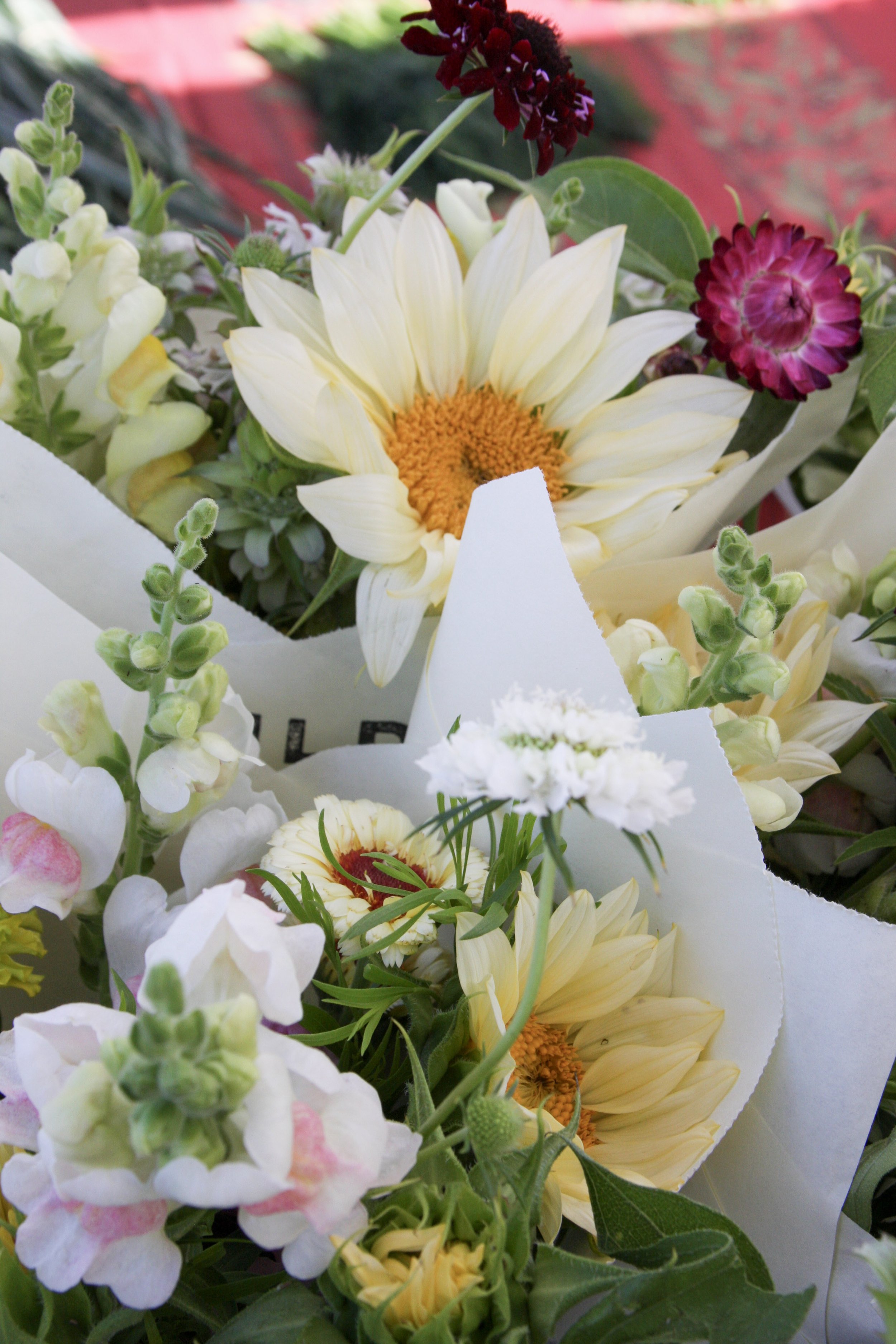 TFM_May-bell_bouldin_flowers4750.jpeg