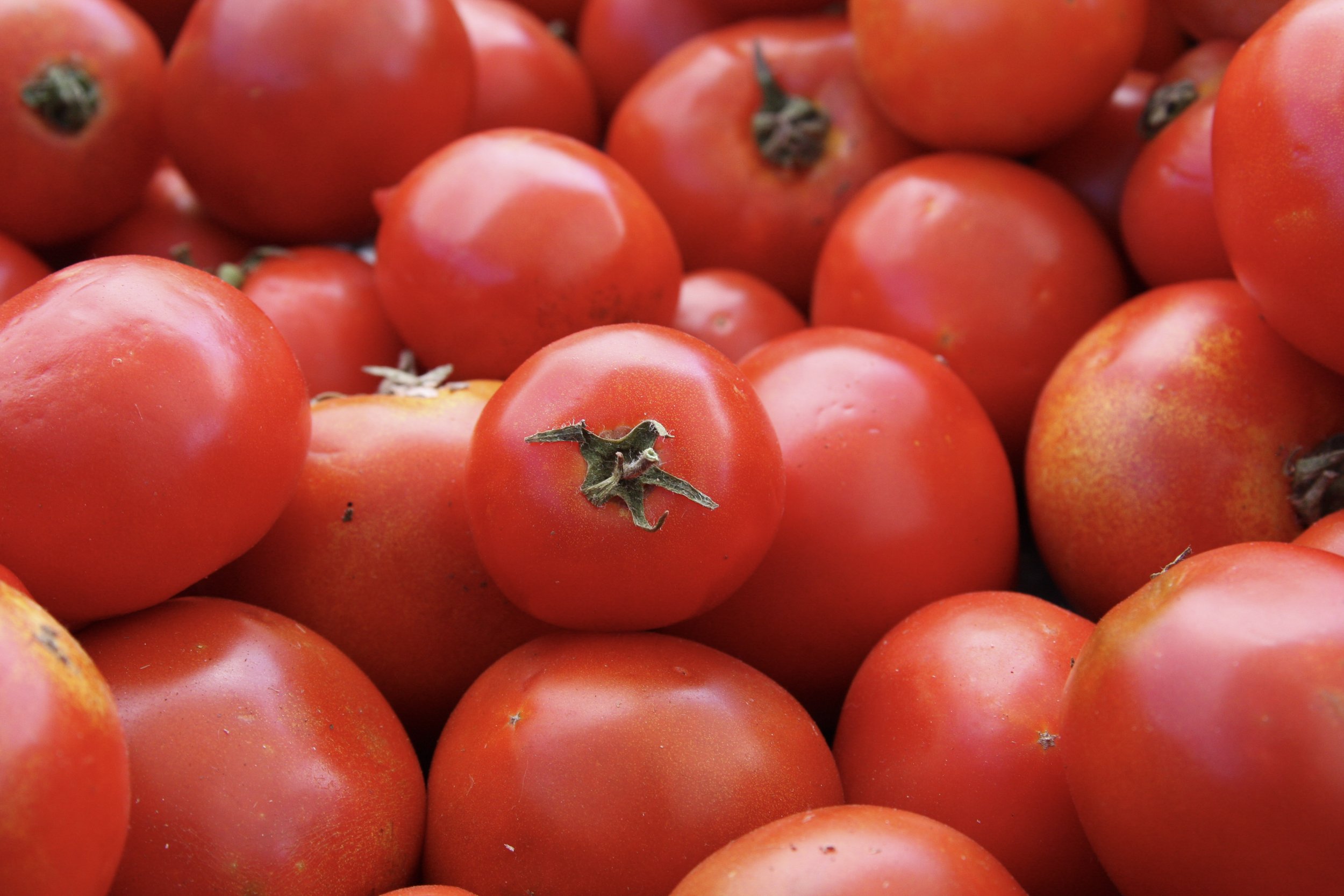 TFM_b5farms-tomatoes5209.jpeg