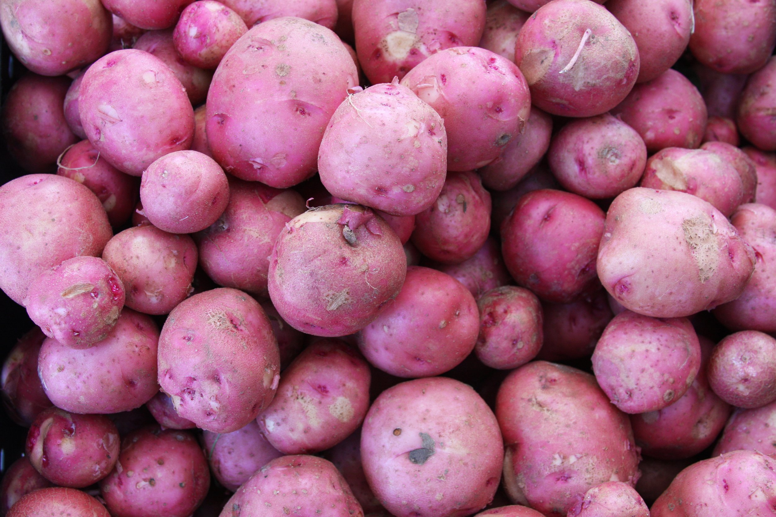 TFM_May-bell_b5_potatoes4752.jpeg