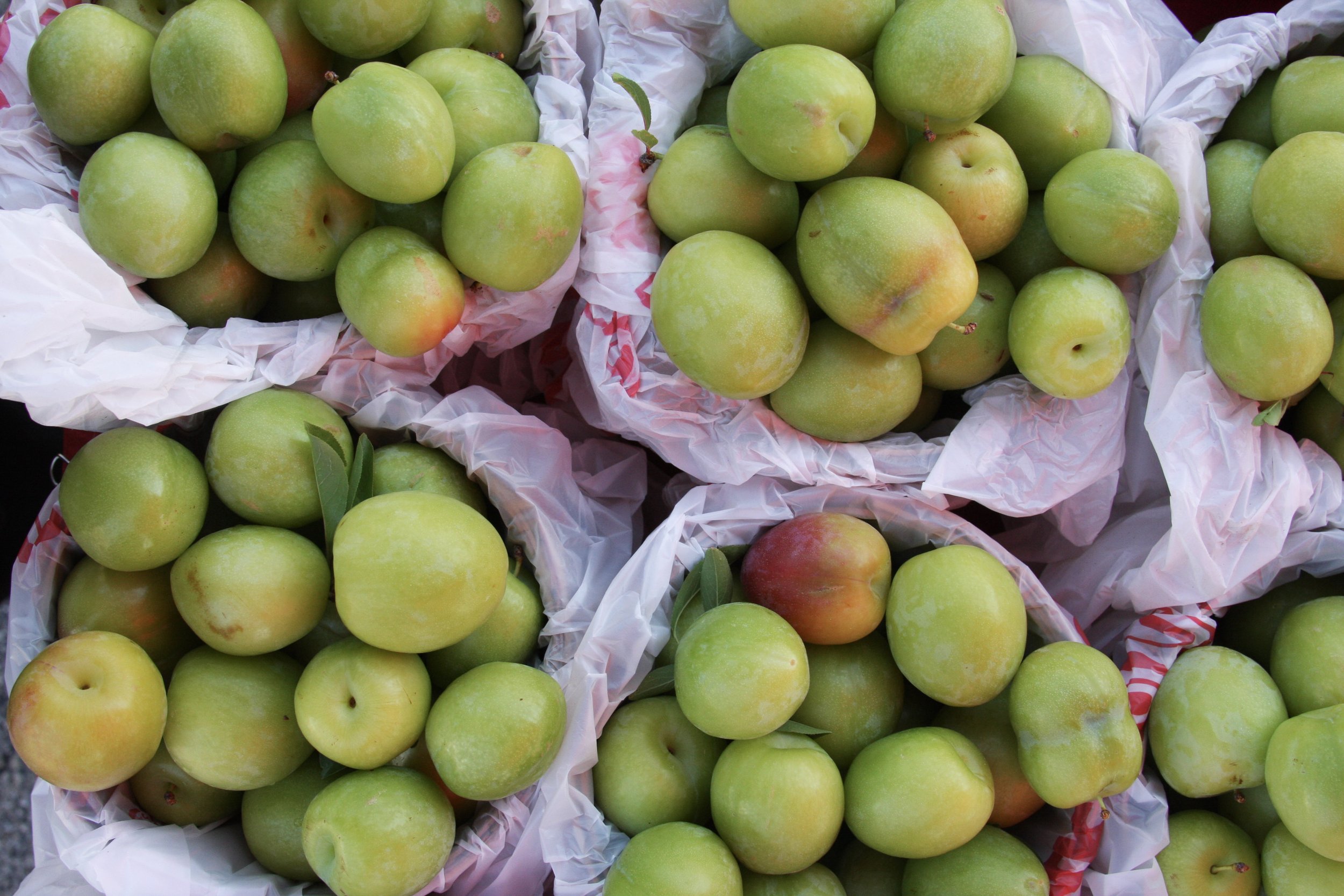 TFM_lightsey-apples5187.jpeg