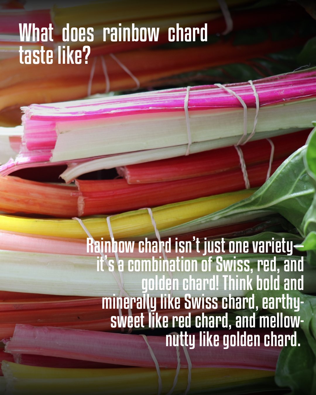 Veggie Spotlight - 2.jpeg
