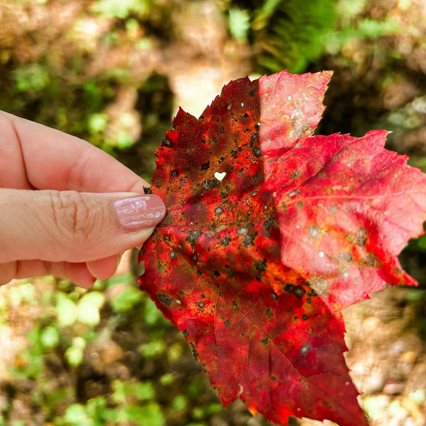 Drop a &quot;&hearts;️&quot; when you spot it...

#poconomtns #poconomountains #poconotourism #fall #cabins #camping #glamping #hiking #fishing #nature #heart #foliage #visitpa #jimthorpe #autmn