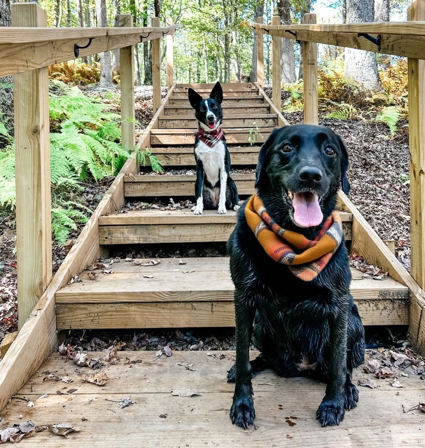 Just a friendly reminder from some recent and regular 4 legged guests: 

&hearts;️🐶 We are a pet friendly property! 🐶&hearts;️

Bring your beloved pups along for the adventure, and please share your photos with us! 

#petfriendlytravel #campinglife