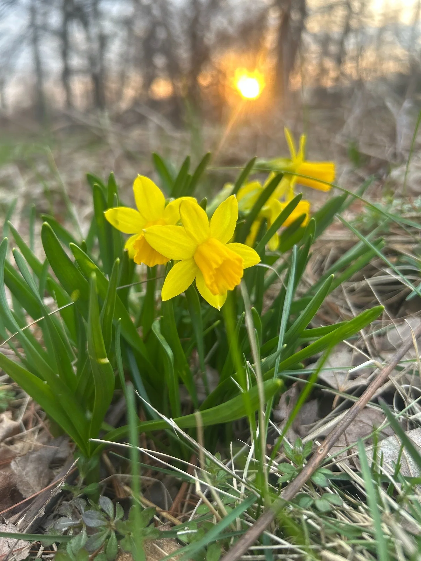 Tiny (hopeful) signs of Spring 🌼 

#poconomtns #poconotourism #camping #glamping #spring