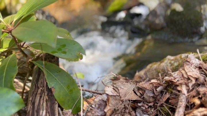 Volume on 🔈 for a favorite sound of spring 🏕️

#glamping #poconomtns #poconotourism #jimthorpe #camping
