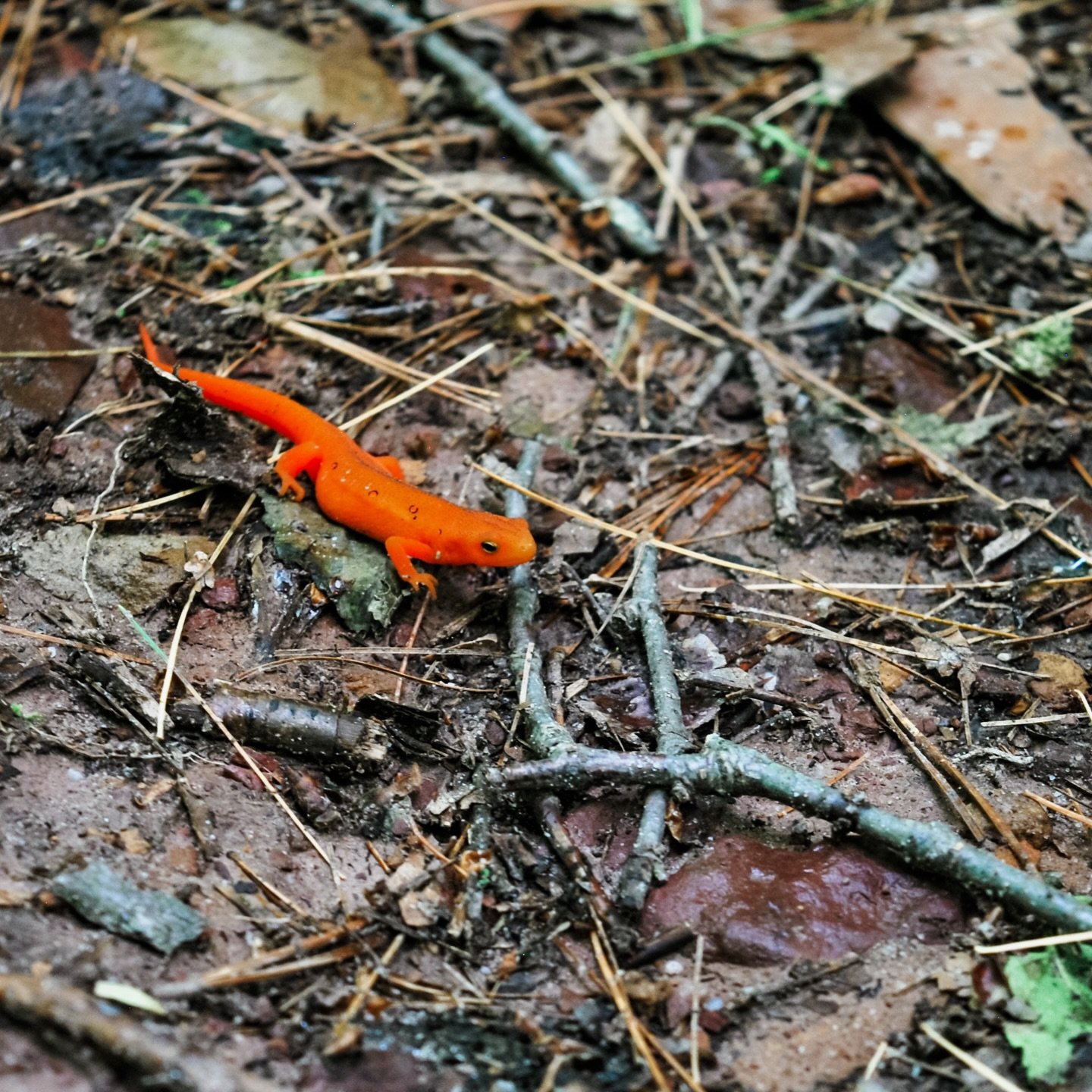 Met a new(t) friend on our 1.25 miles of stream side hiking, fishing &amp; swimming today🦎 The trail (where this harmless juvenile Eastern Newt lives) starts behind our Section H cabins with 80 newly-built steps, and ends at a swimming hole! 

#poco