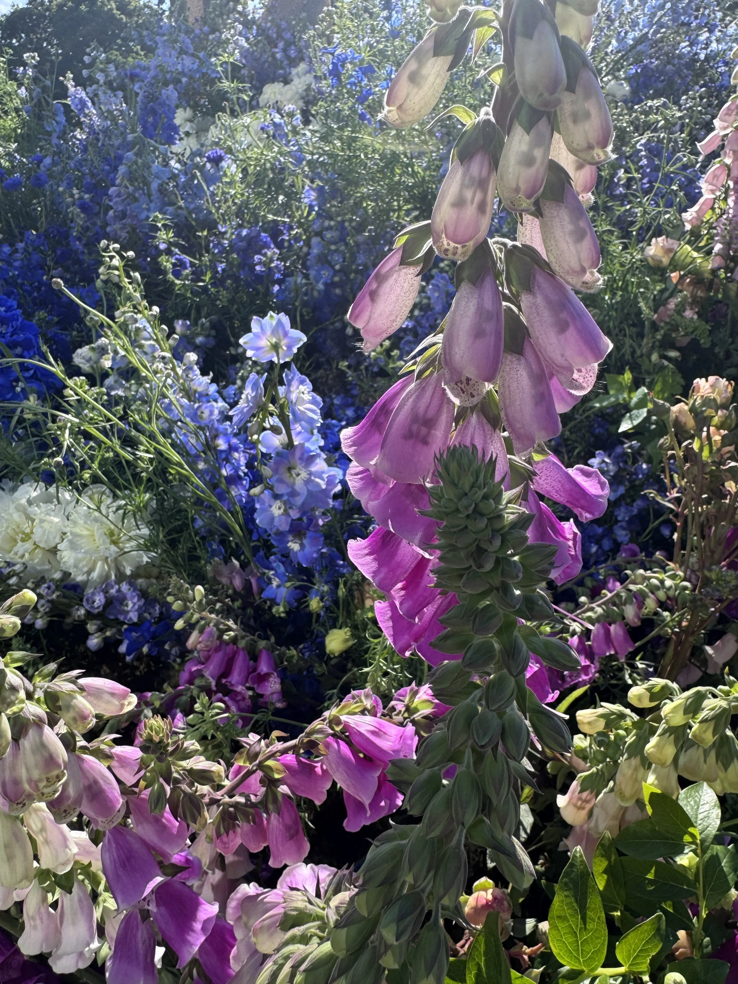 IMG_0631.jpeg