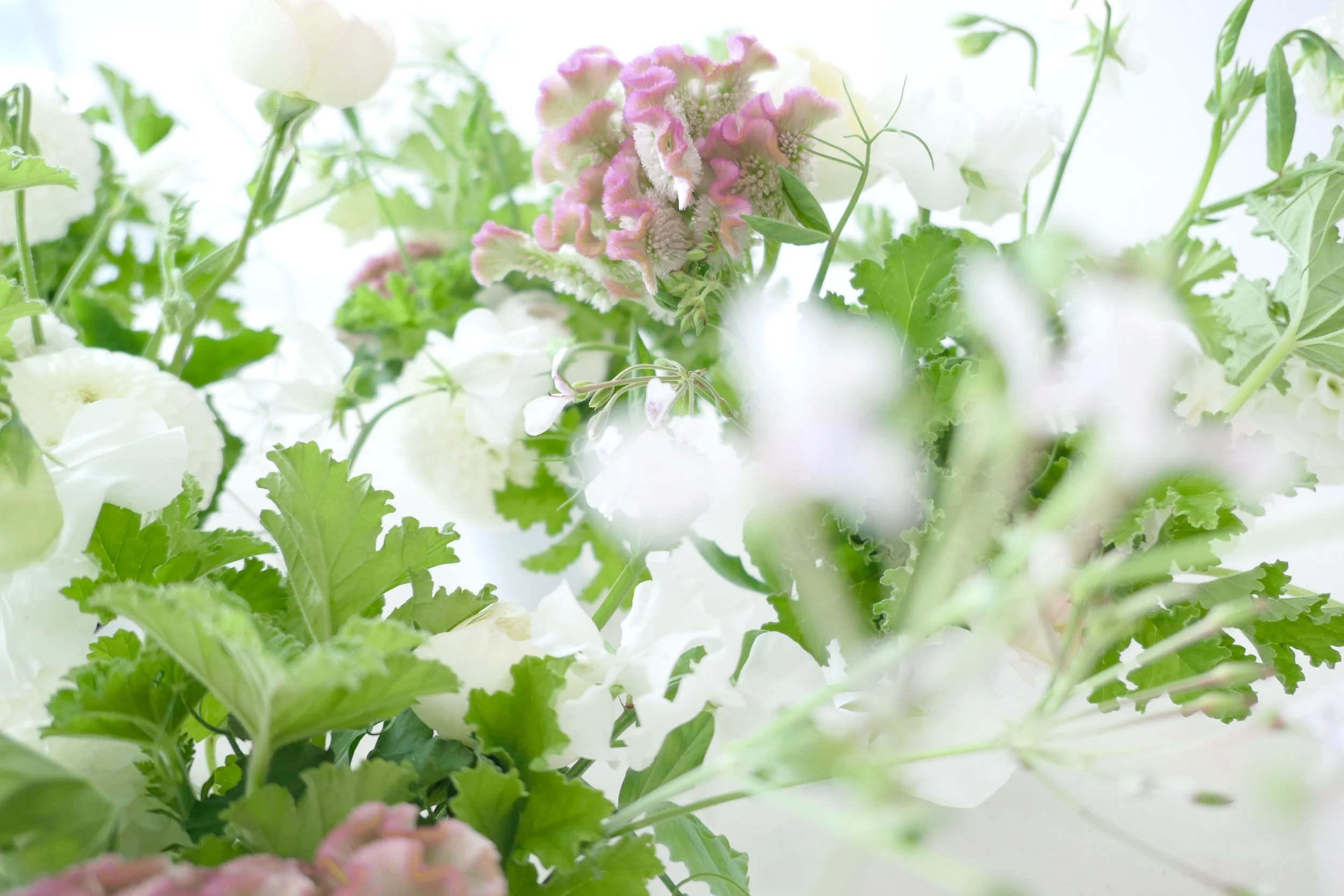 Shriners Children‘s flower sale fundraiser by Polly Flowers featuring rose scented geranium, coxcomb and dahlias