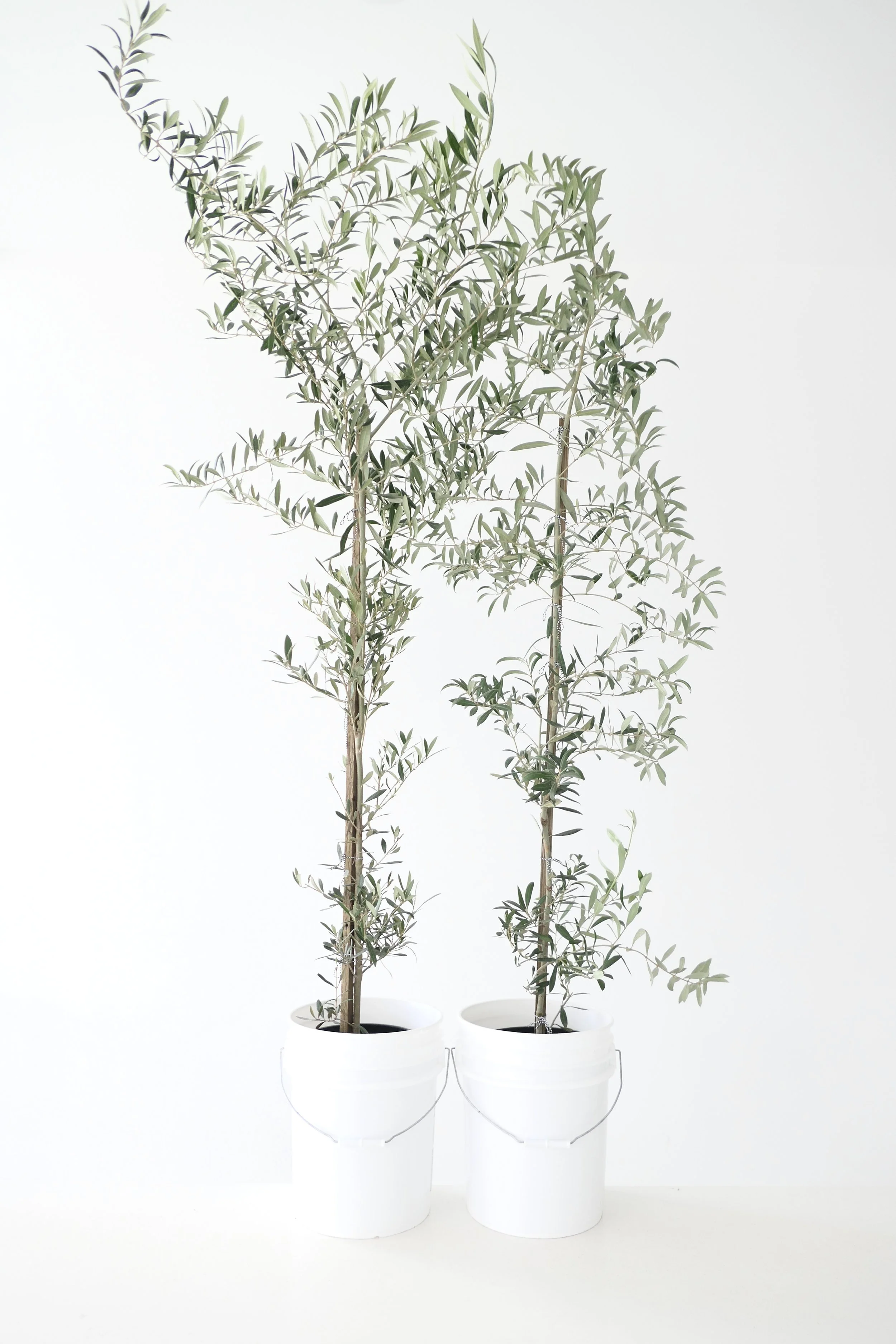 Arbequina and Arbosana Olive Trees at Polly Flowers in Portland, Oregon