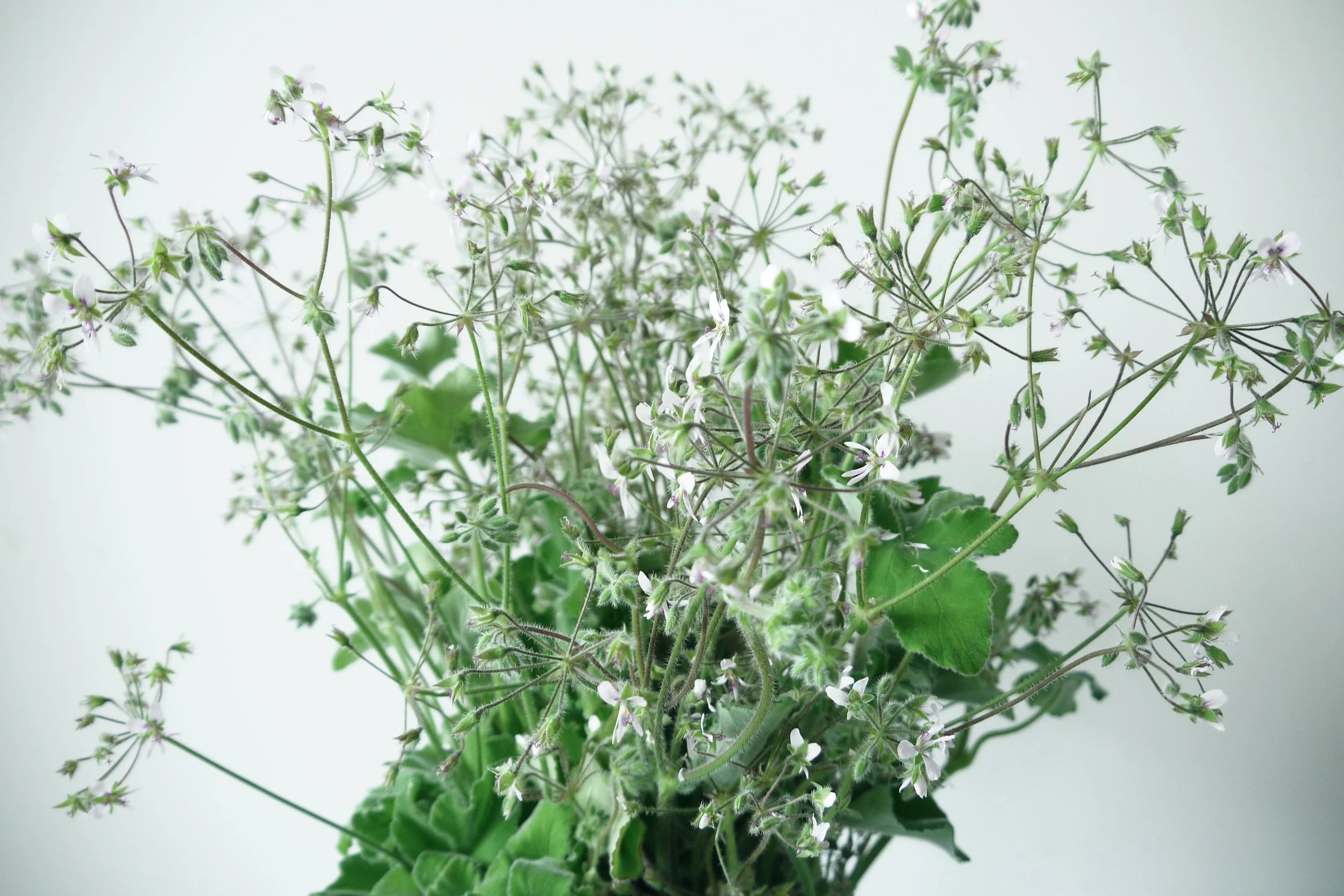 Peppermint 2015