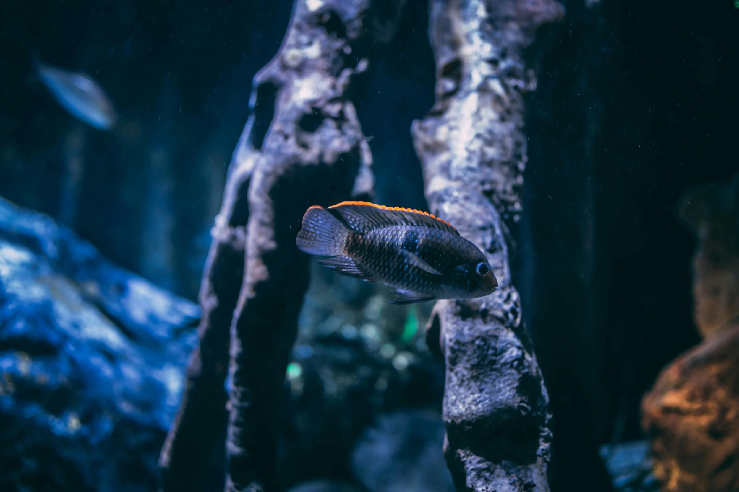 For the Keeping of Fish