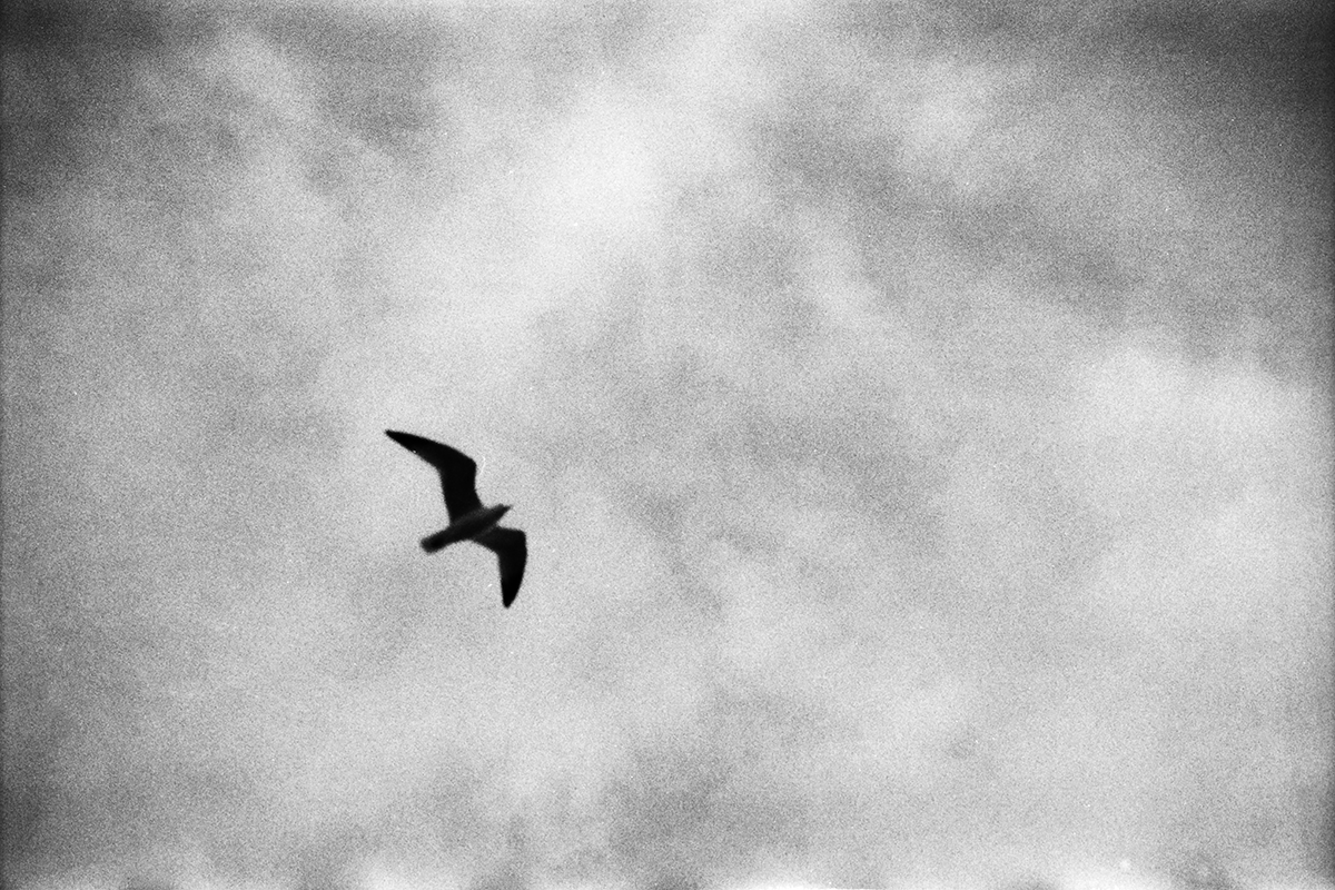 shorebirds_web.png