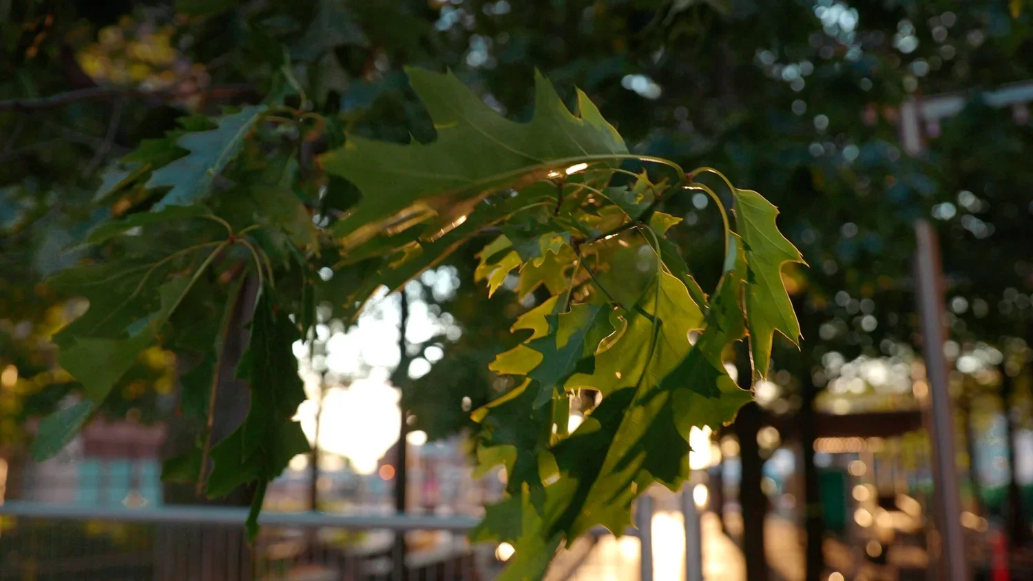 Acknowledging Unceded Lands and Honoring Indigenous Peoples