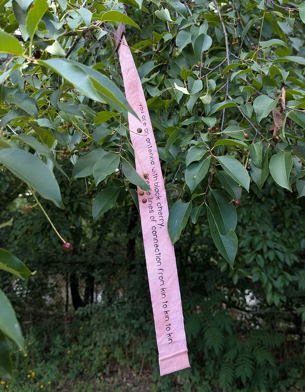 Marsching_treetag_blackcherry_August26.jpg