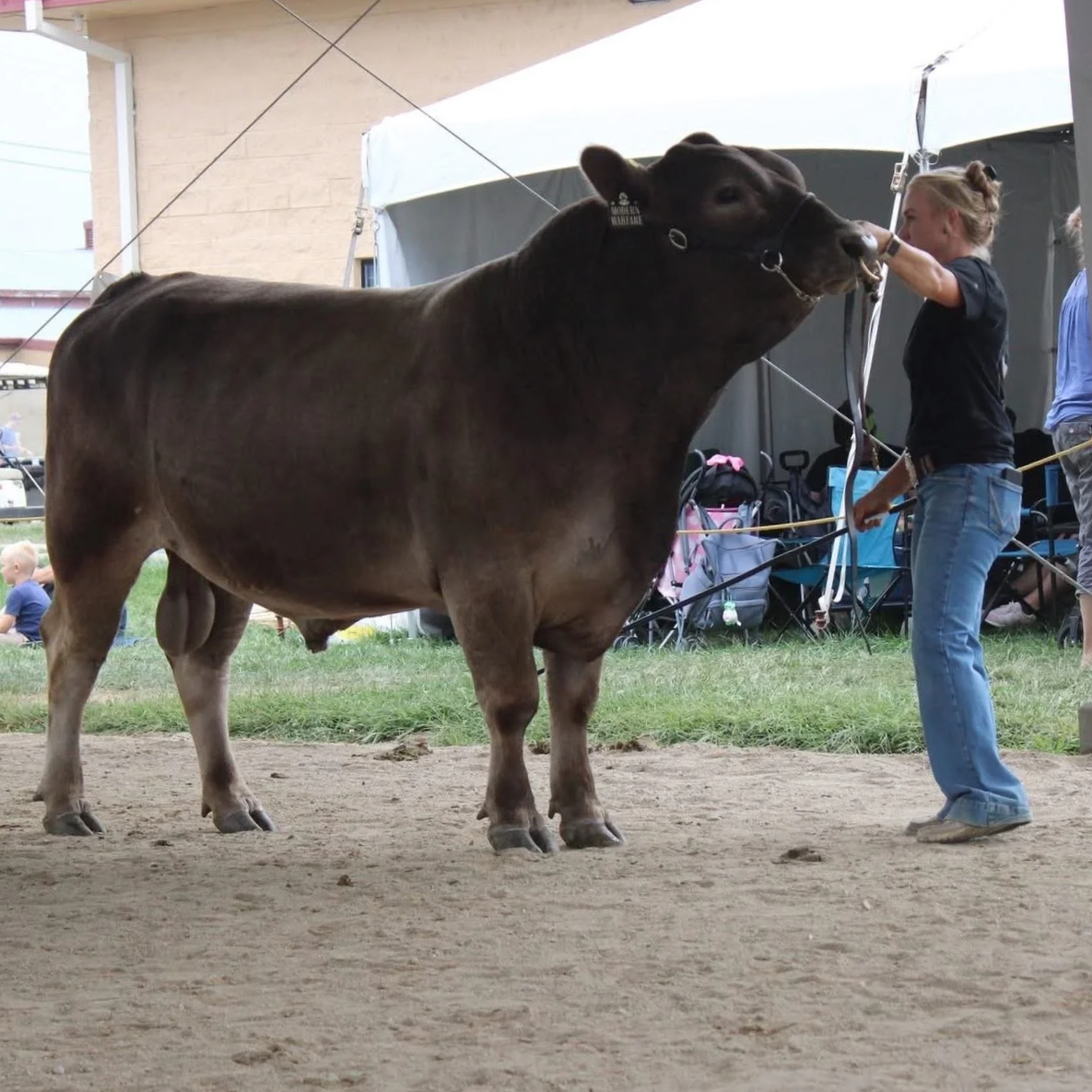 KD Modern Warfare 11M - 2 years - AI & Main Walking Herd Sire 2026