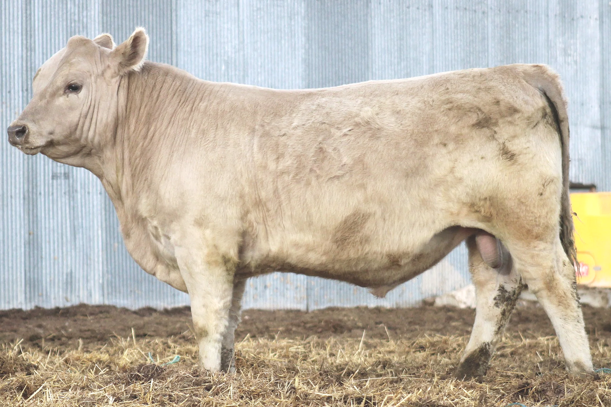 Kd High Noon 12 months