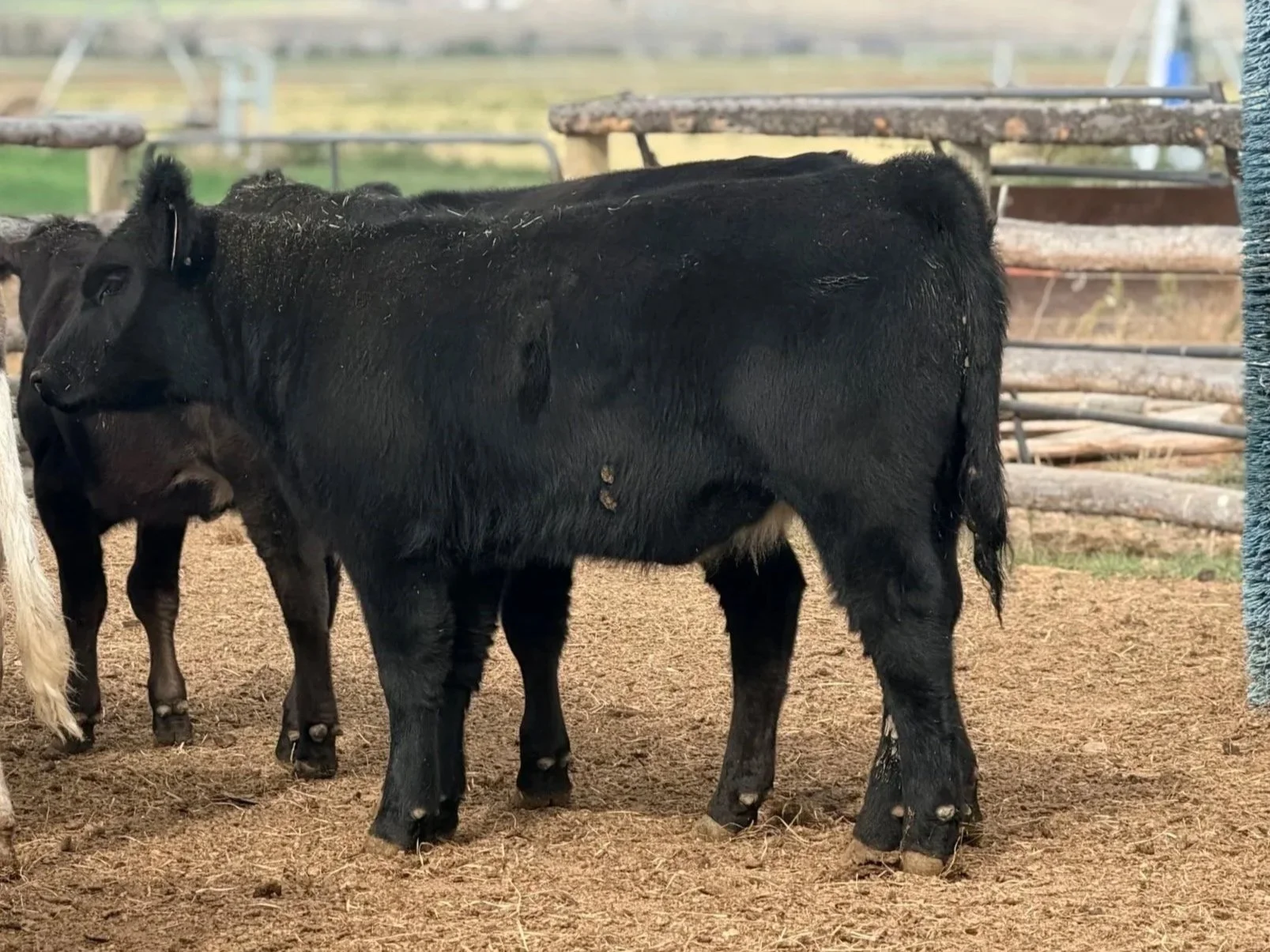 KD Black Diamond 608P - Registered Maintainer Heifer