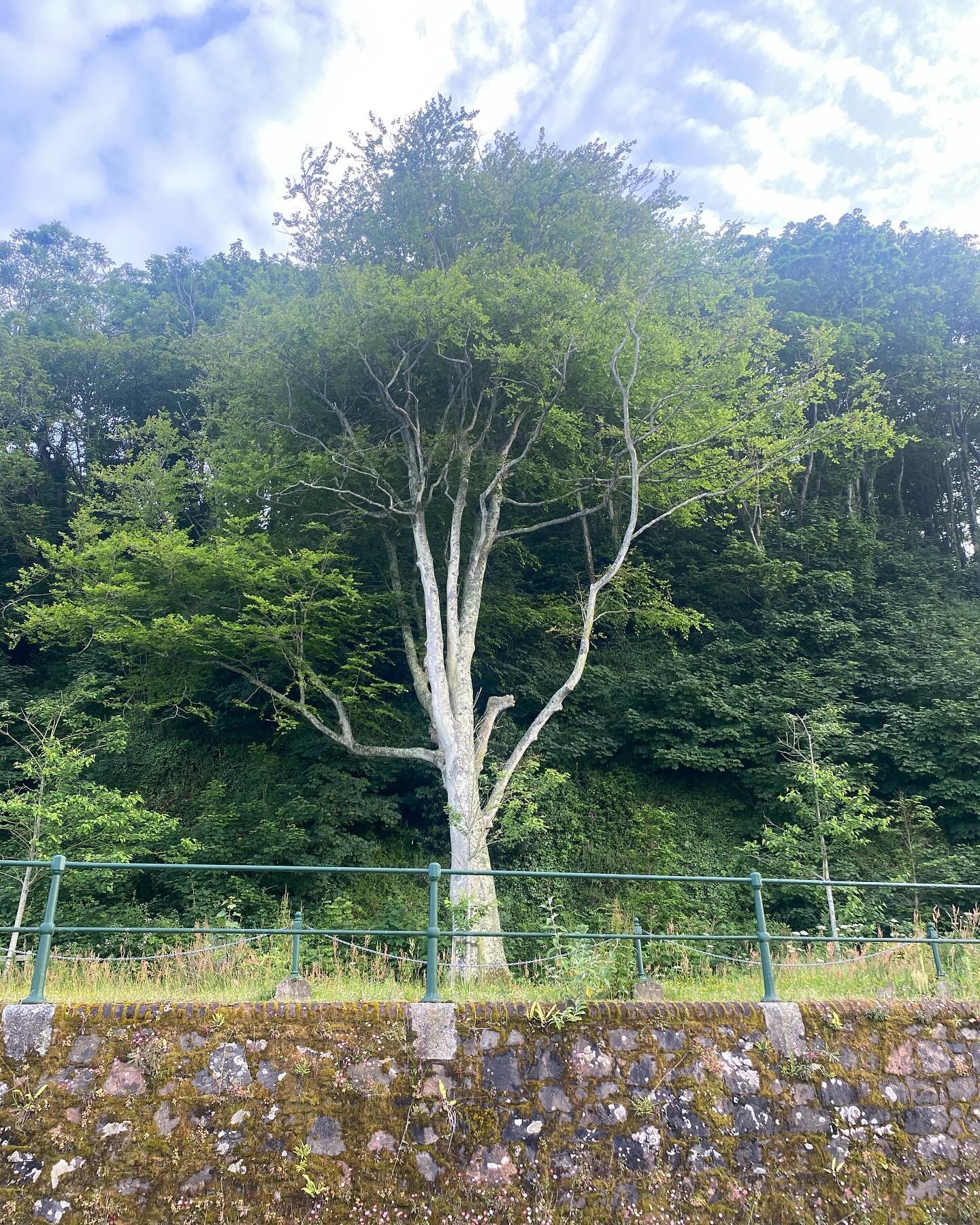 Love this ancient hornbeam just above the harbour. It&rsquo;s like a sentinel overlooking Havelet Bay and the smaller islands.