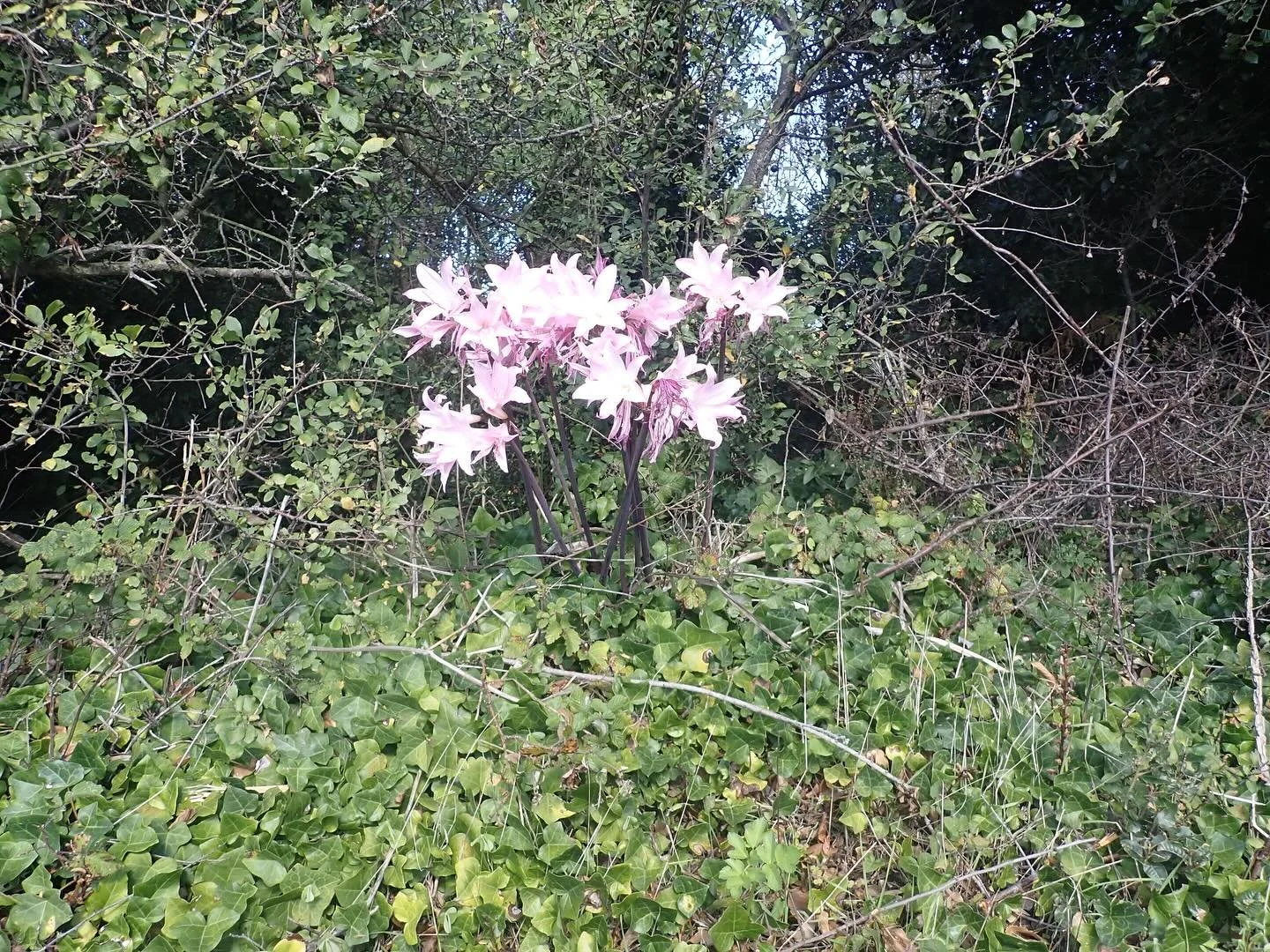 After such a hot dry summer, it&rsquo;s good to see the diversity of plant life on the coastline and hedgerows. I love how the odd bright flashes of amaryllis, nerines, ox eye daisies, honeysuckle and roseus sorrel appear amongst the brambles, allium