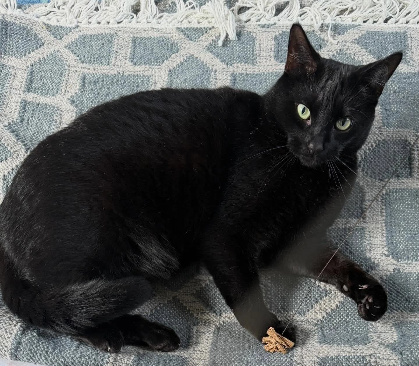 Rough and tumble, and those claws! ⚠️