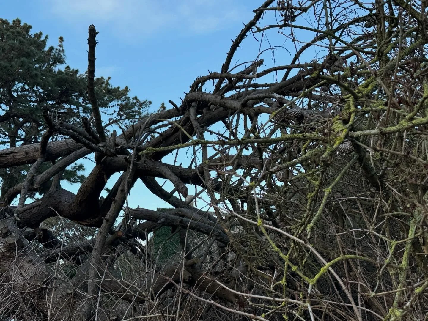 It&rsquo;s devastating to see the pines at the Guet after storm Goretti. I don&rsquo;t remember ever seeing to many lost in one night. 😔