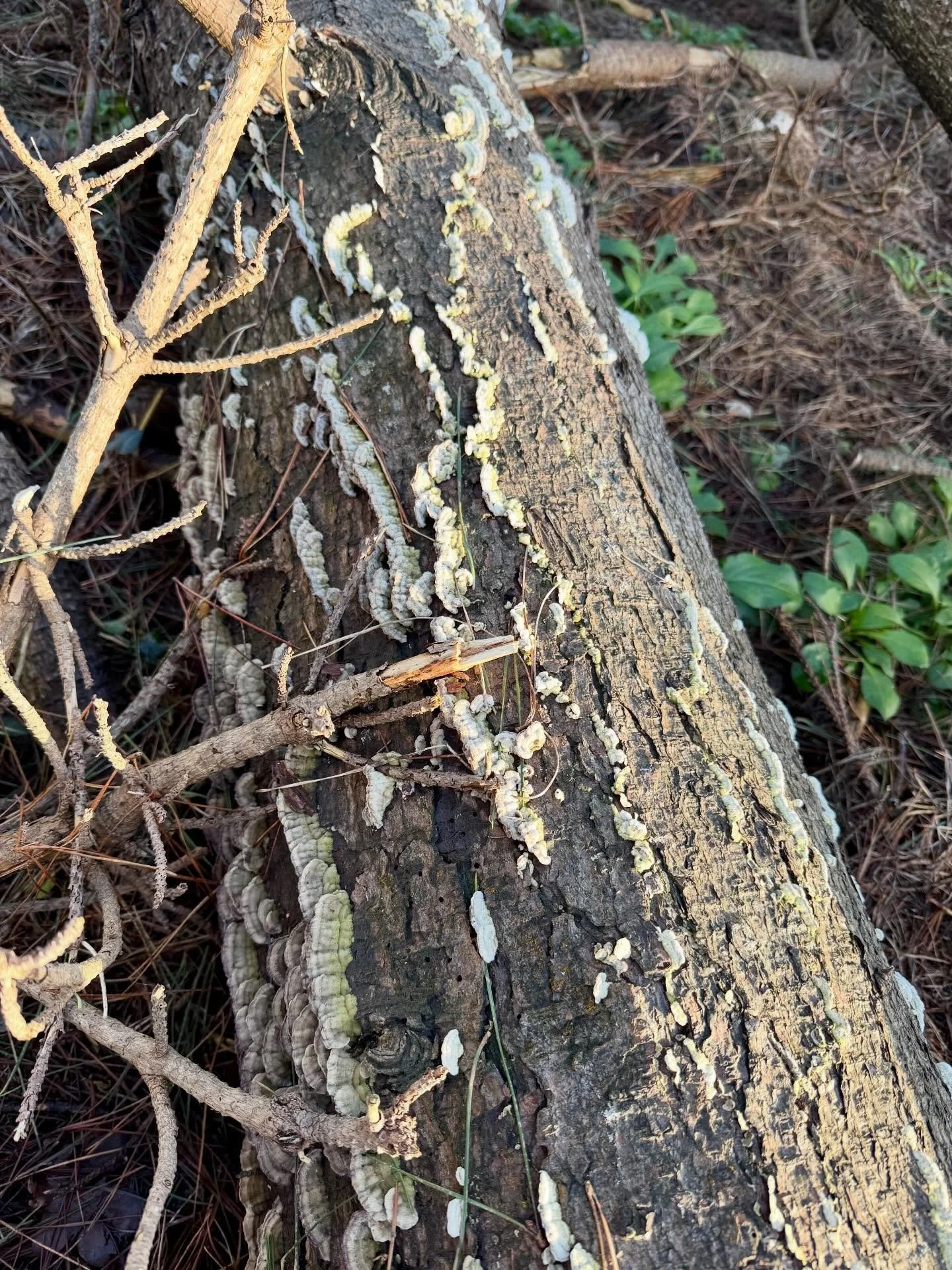 Strange newly formed caterpillary-like fungi on the fallen pines.