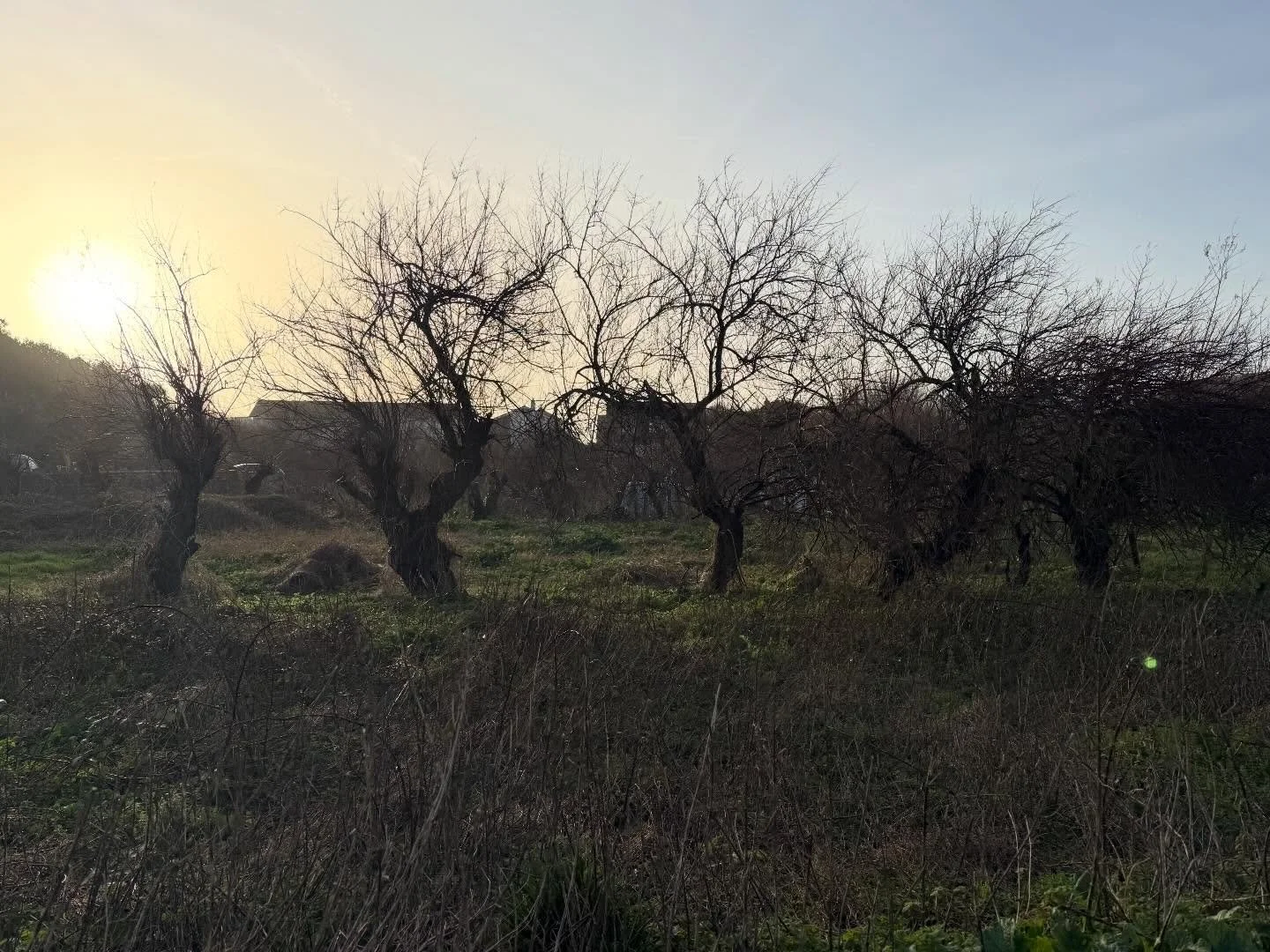 I just had to stop and get my phone out seeing the light in these trees at the weekend. I&rsquo;ve done a few drawings but they just don&rsquo;t do justice to the atmosphere of this small patch of land set amongst quite high density housing.