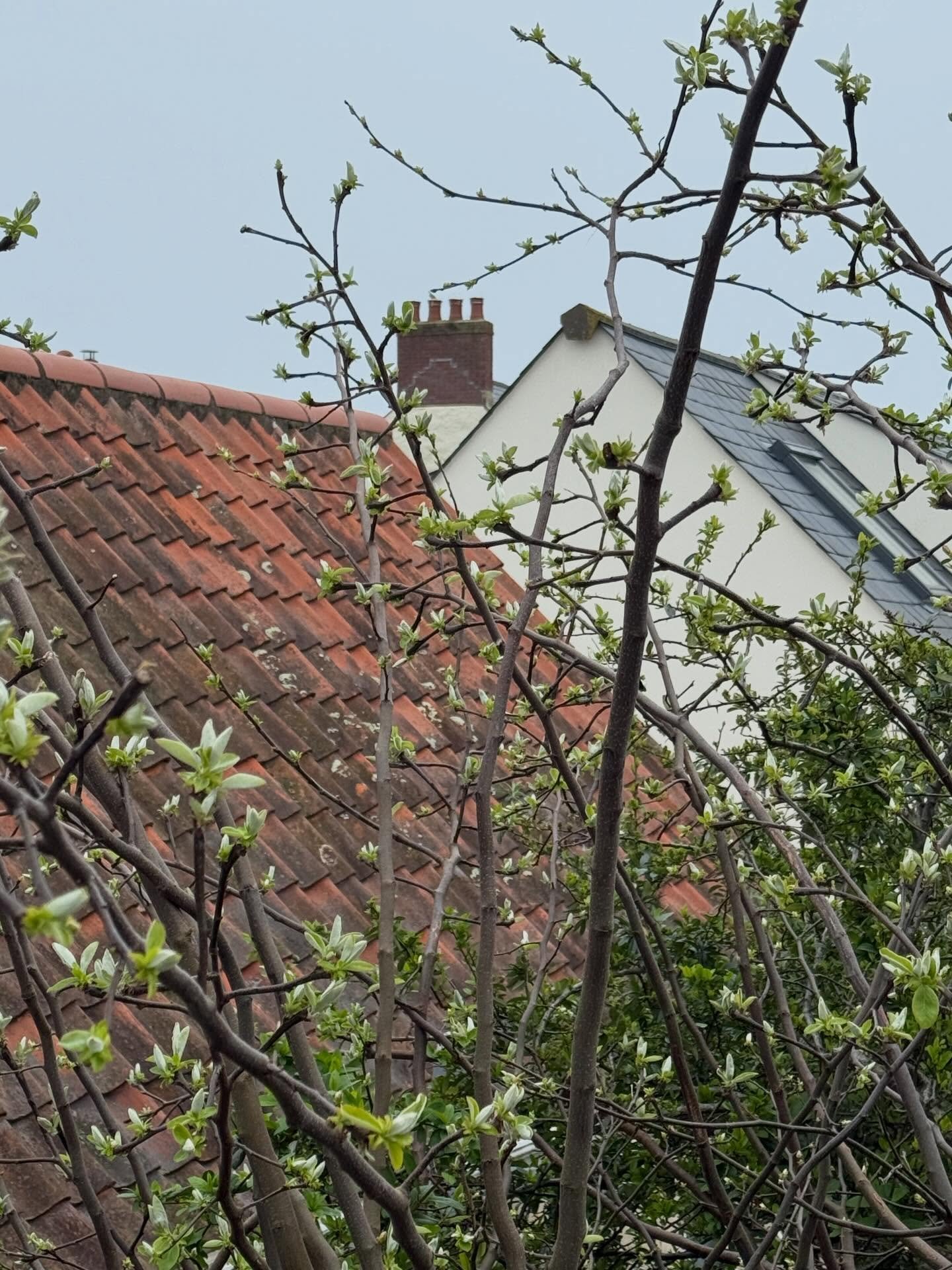 Lovely to see the emergence of spring outside my bedroom window, even on a grey day.