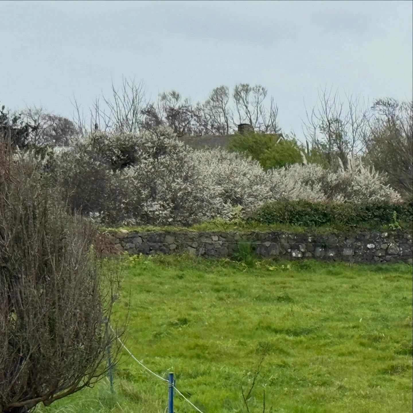 Overcast skies and cows huddling under trees today, but it&rsquo;s such a welcome moment seeing the first of the blackthorn blossom silvering the hedgerows!