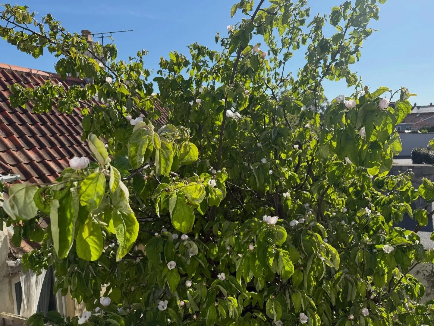 Ahh, it&rsquo;s truly spring when the quince tree in my garden blossoms! Always a lovely sight from my bedroom.