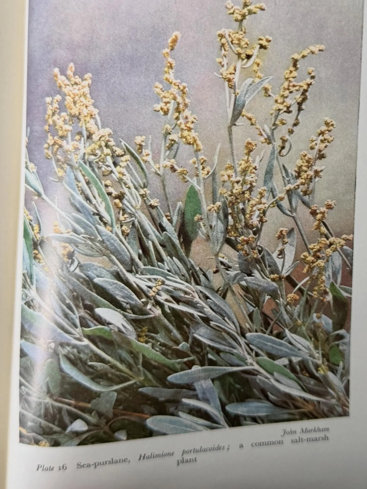 I just love old botany books especially those with beautiful plates and illustrations. The names of plants too can be practical, descriptive, poetic; they are sometimes tied to folklore. &ldquo;Guernsey&rsquo;s Earliest Flora by Joshua Gosselin inclu