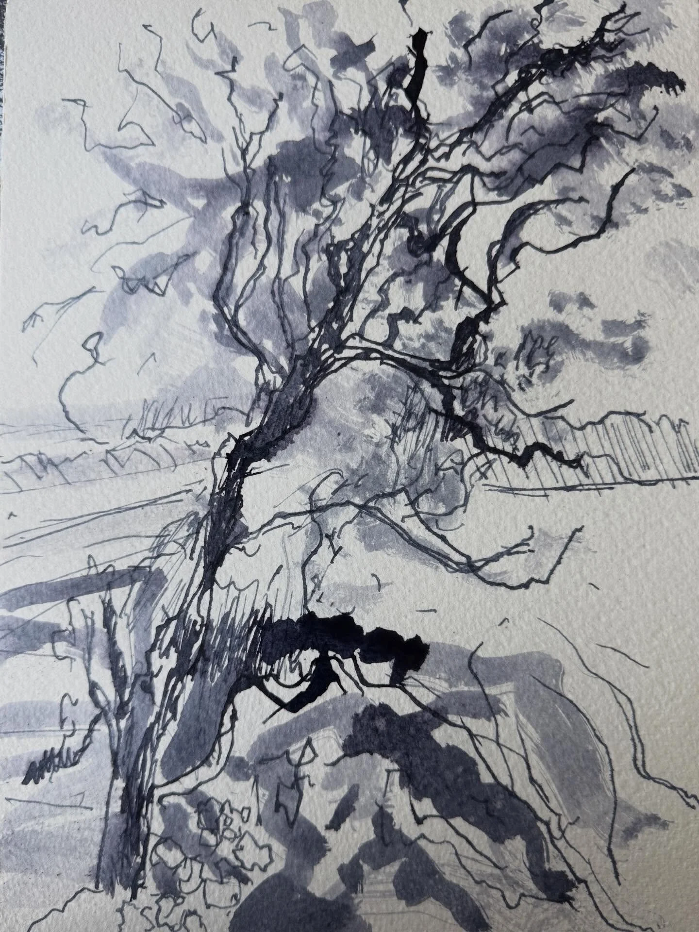 A quick drawing from the weekend. This May tree, at the corner of Petils Lane, I was told is a land boundary marker. Apparently May (blackthorn) trees were used historically to map out boundaries which were then indisputable (unless presumably cut do