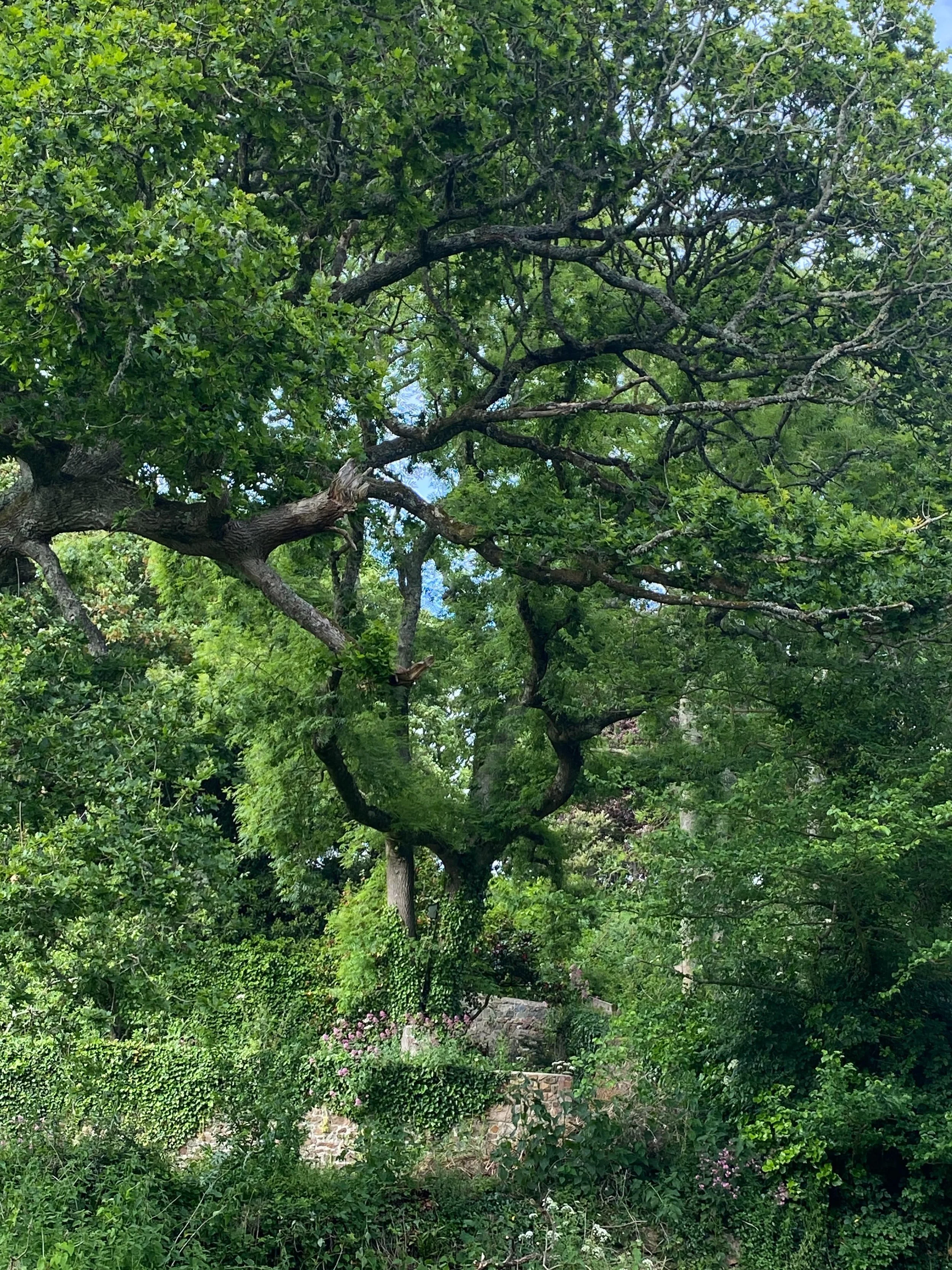 I&rsquo;ve been having a lovely few days working out the hang for the Response exhibition at the Rectory in St Pierre du Bois. It&rsquo;s very evident why the parish is called this as it has the most beautiful old trees in the valley below the church