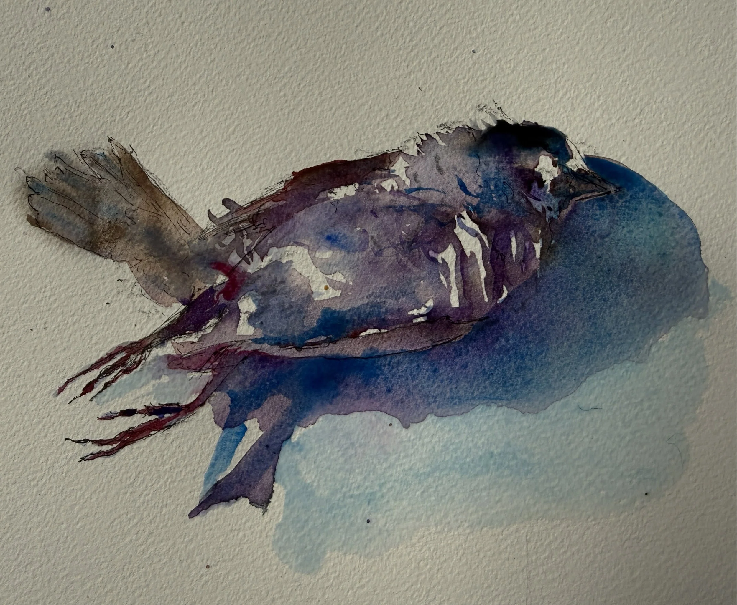 It makes me so sad to find &lsquo;gifts&rsquo; from my cat. This poor creature&rsquo;s rigid legs and the delicate sections of its tiny bony feet just made me want to weep this evening when I found it on my living room rug. A drawing felt important s