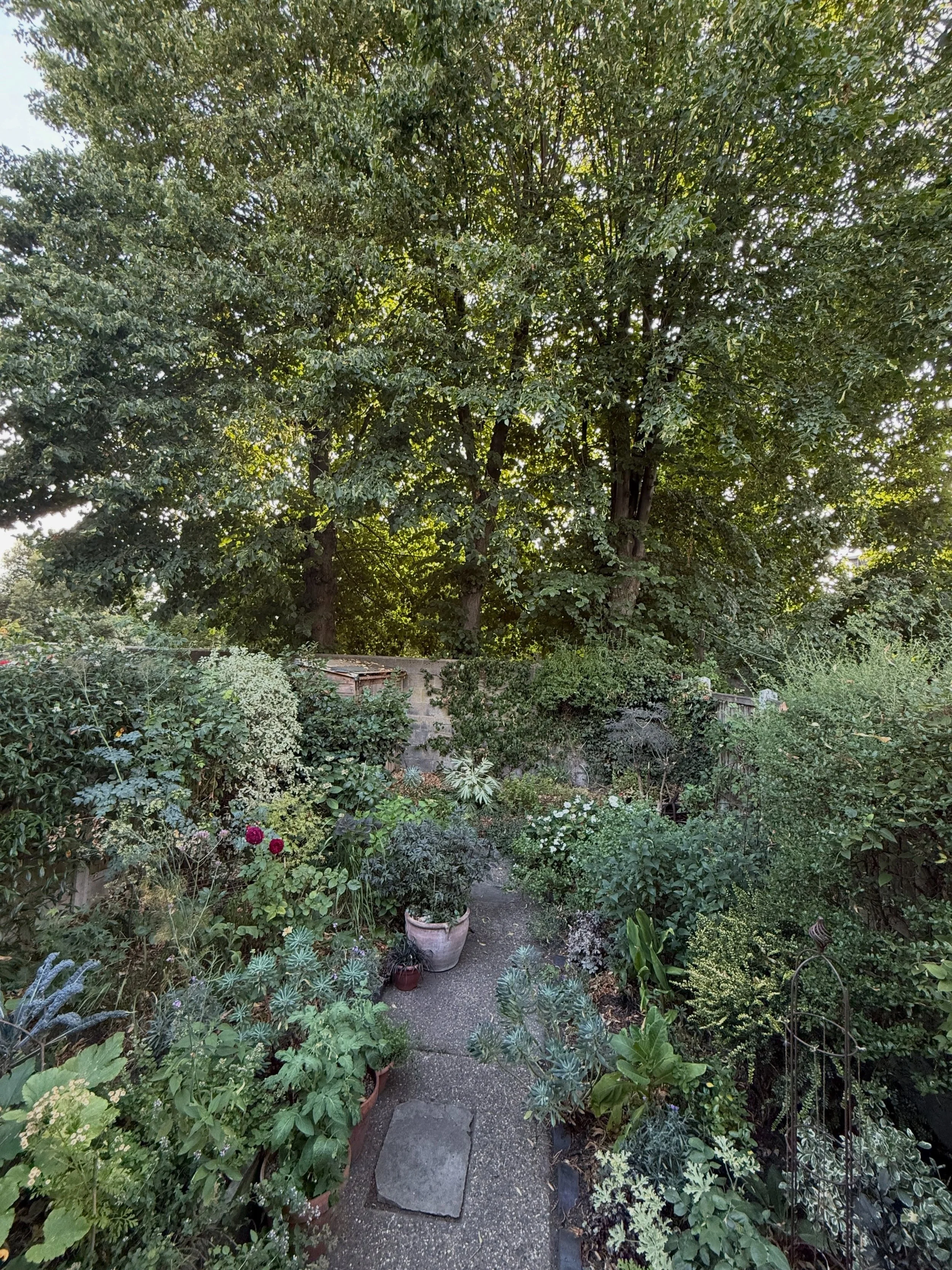 My cousin&rsquo;s beautiful London garden is beautifully cool this evening after a few hours of travel and hot tired feet. It&rsquo;s lovely to catch up properly as we don&rsquo;t get together too often these days.