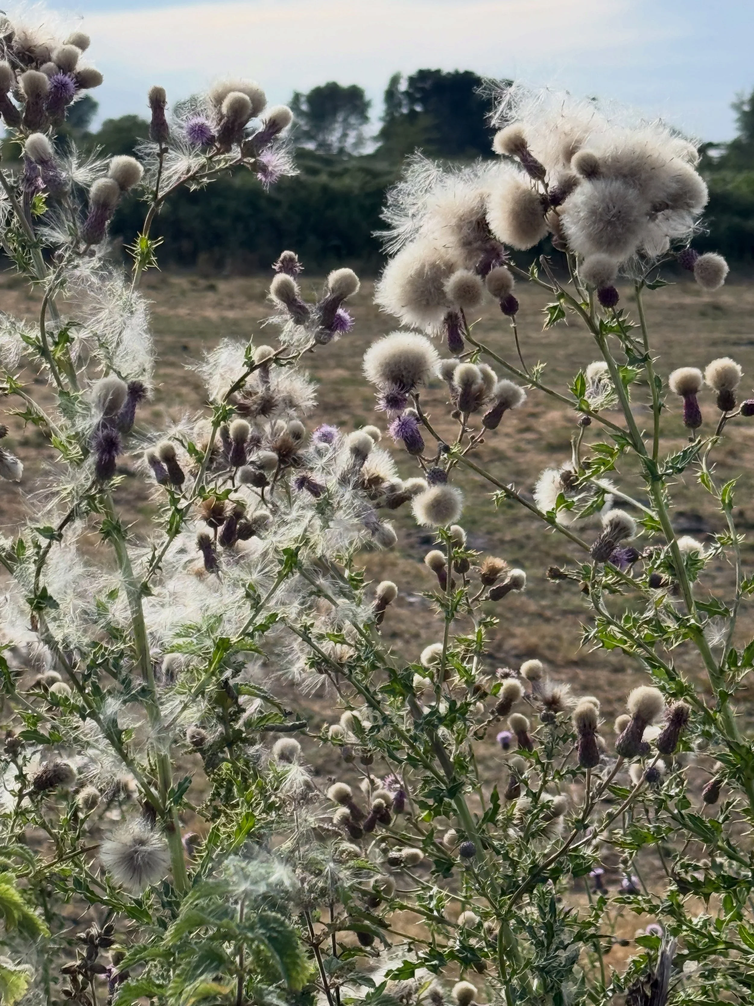 First of August already and a tinge of autumn in the air. I just had to stop and get my phone out wandering in the lanes below Kings Mills, to photograph the amazing creeping thistles which seemed to be dancing in time to the strange soupy swirling c